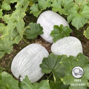 Ash Gourd Seeds - Pack Of 10