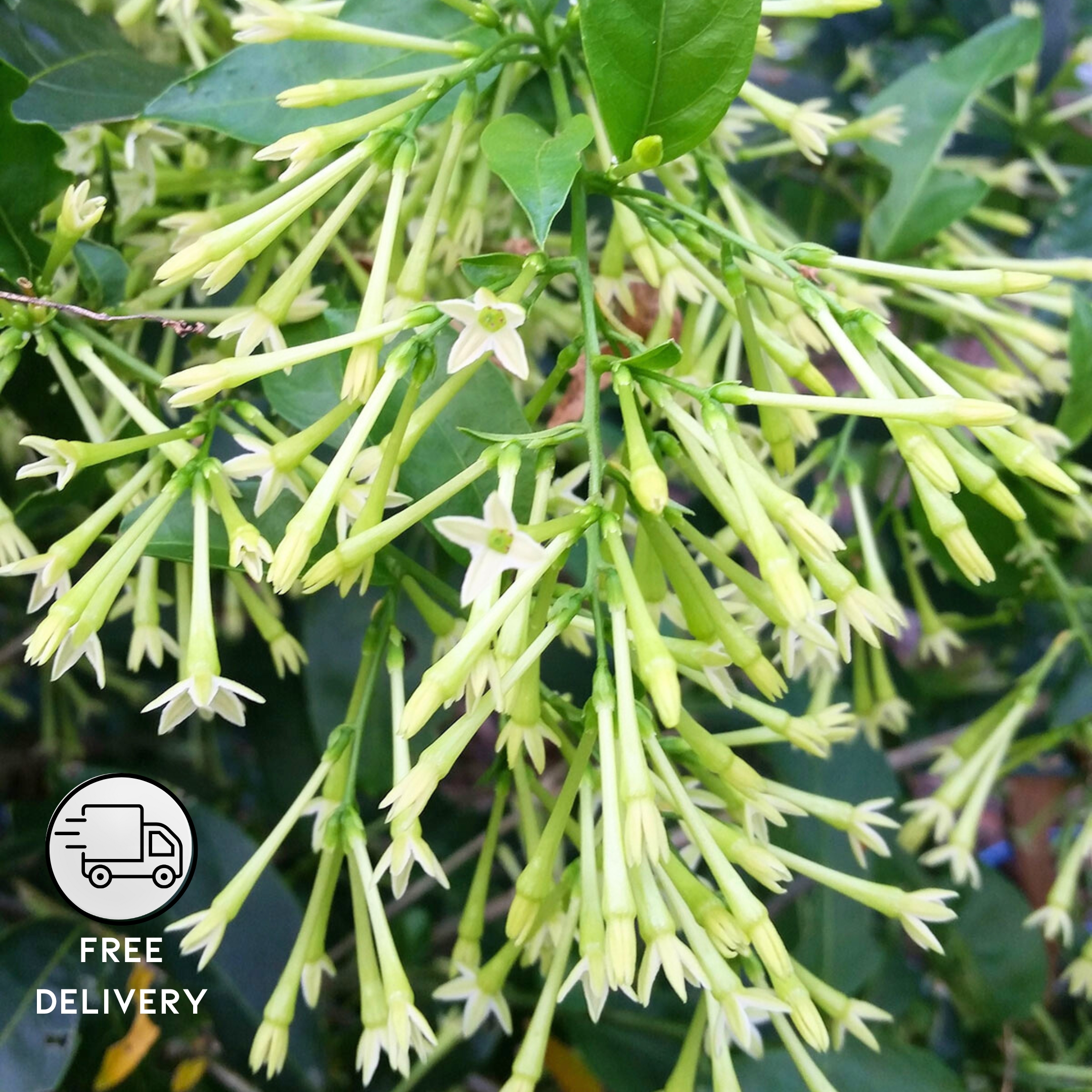 Night Flowering Jasmine seeds, Raat Ki Rani, Raat Rani, Lady Of The Night (Cestrum Nocturnum) - Pack Of 10