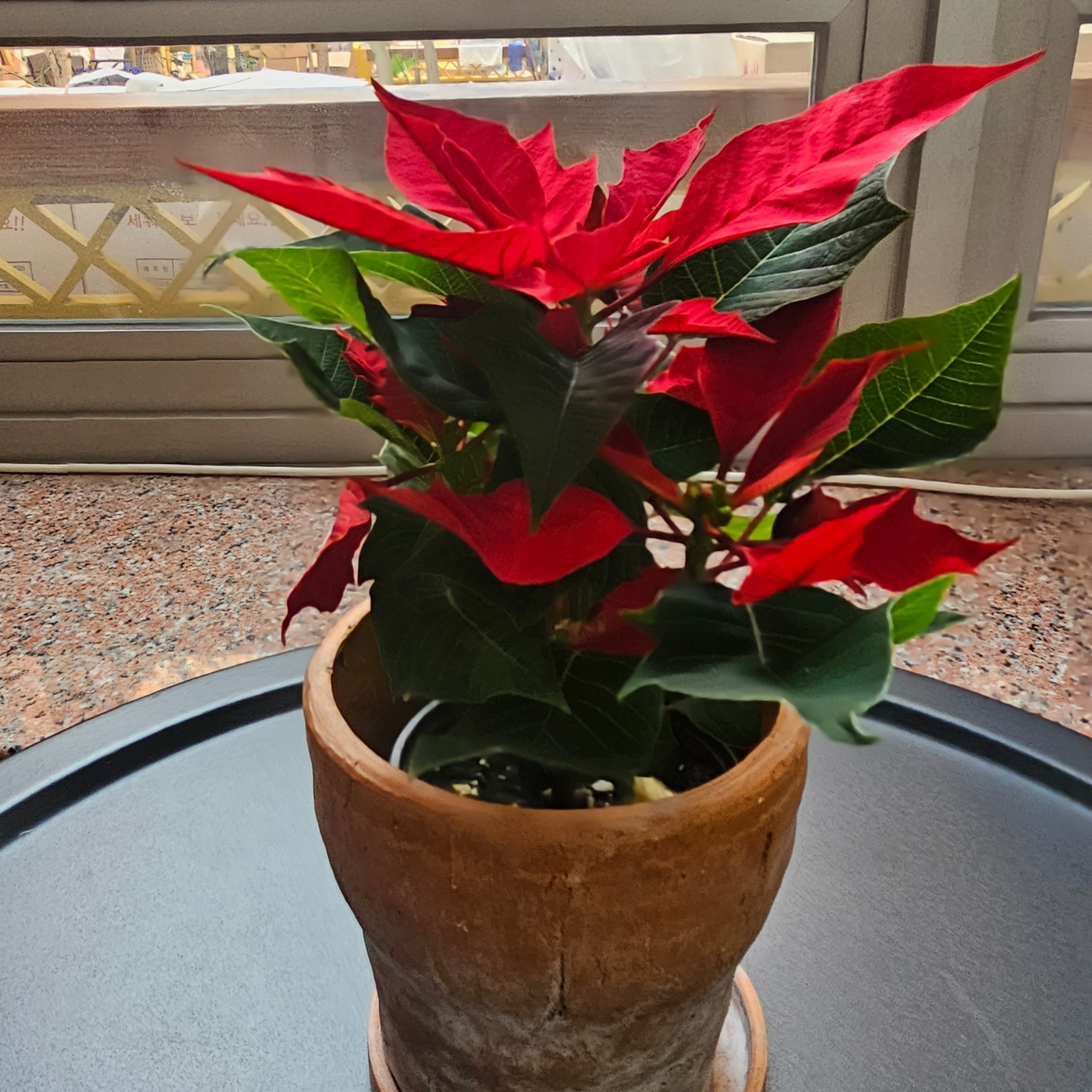 Poinsettia Plant, Christmas Flower Plant - Image 9