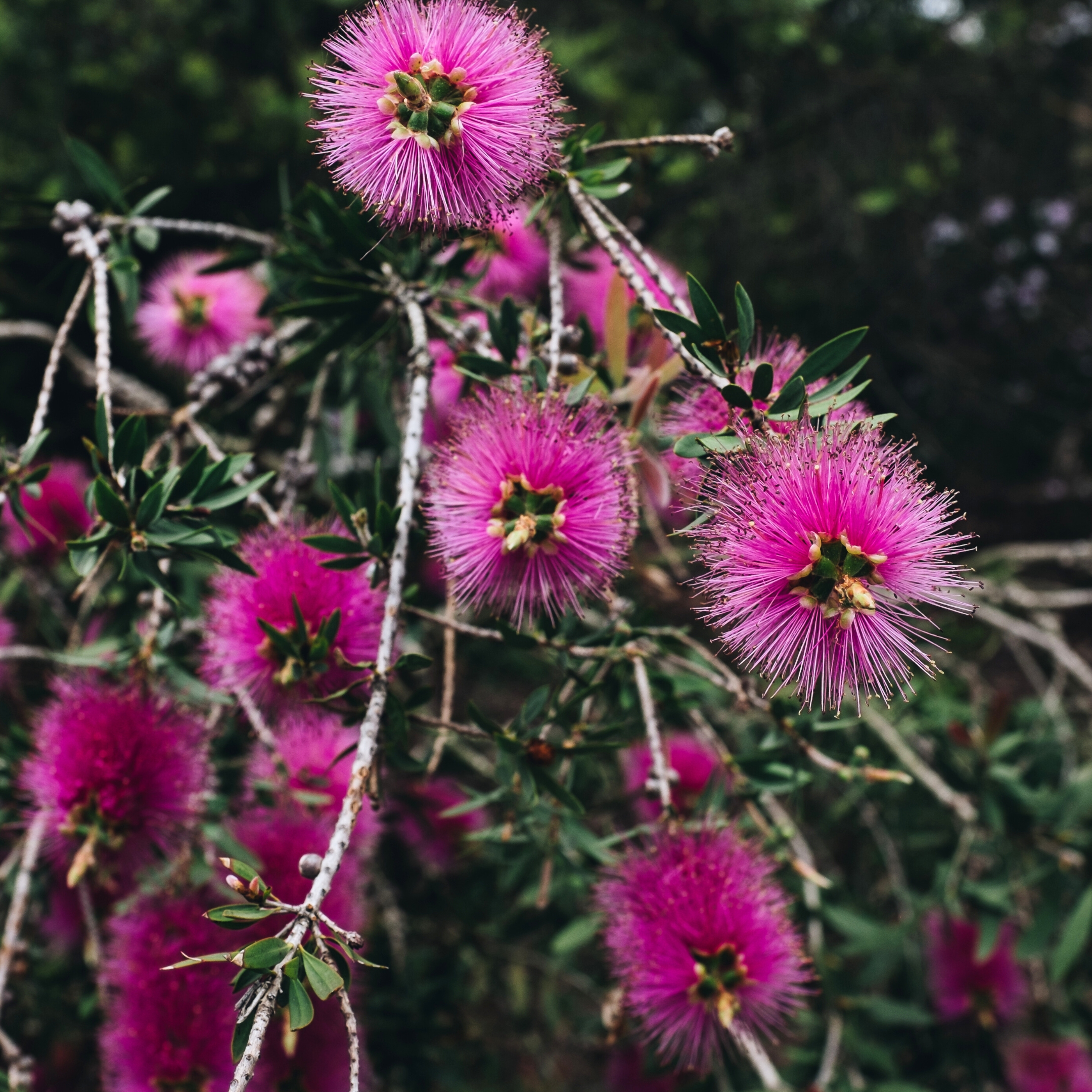 First Love Flower Plant (Xanthostemon Chrysanthus) - Pack Of 2 - Image 2