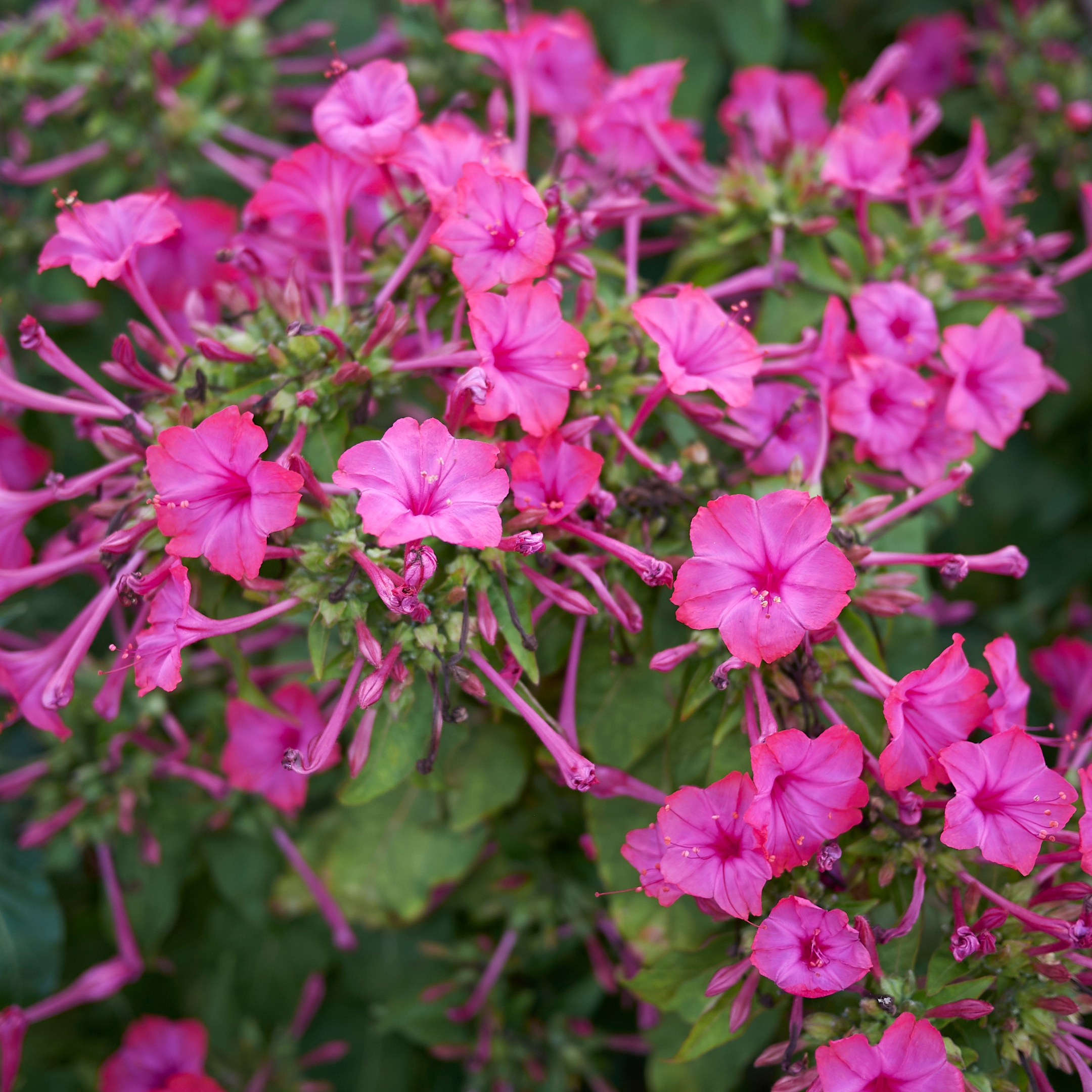 Four o Clock Flower Plant, Sandhyamani Plant (Mirabilis jalapa) - Pack Of 2 - Image 2