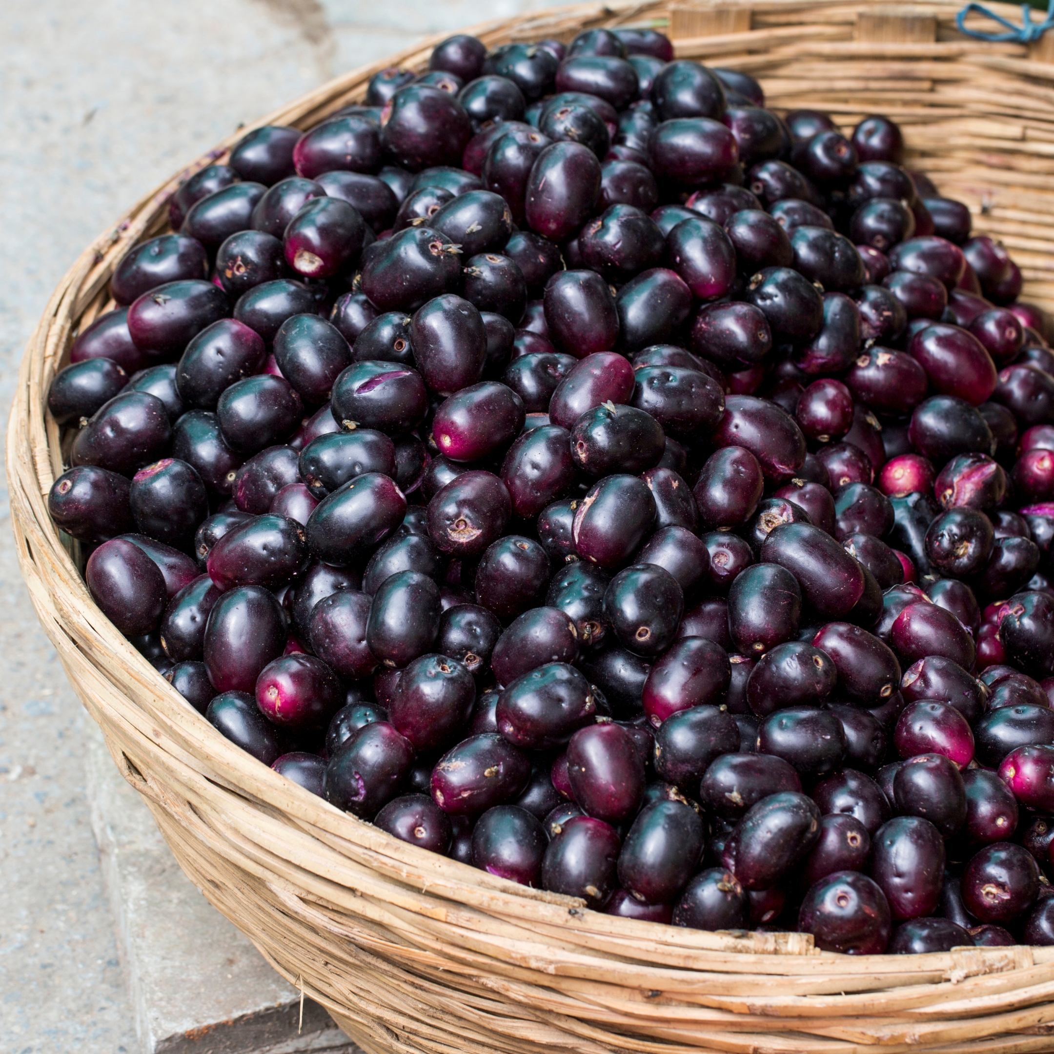 Jamun Plant, Syzygium cumini Plant - Image 2