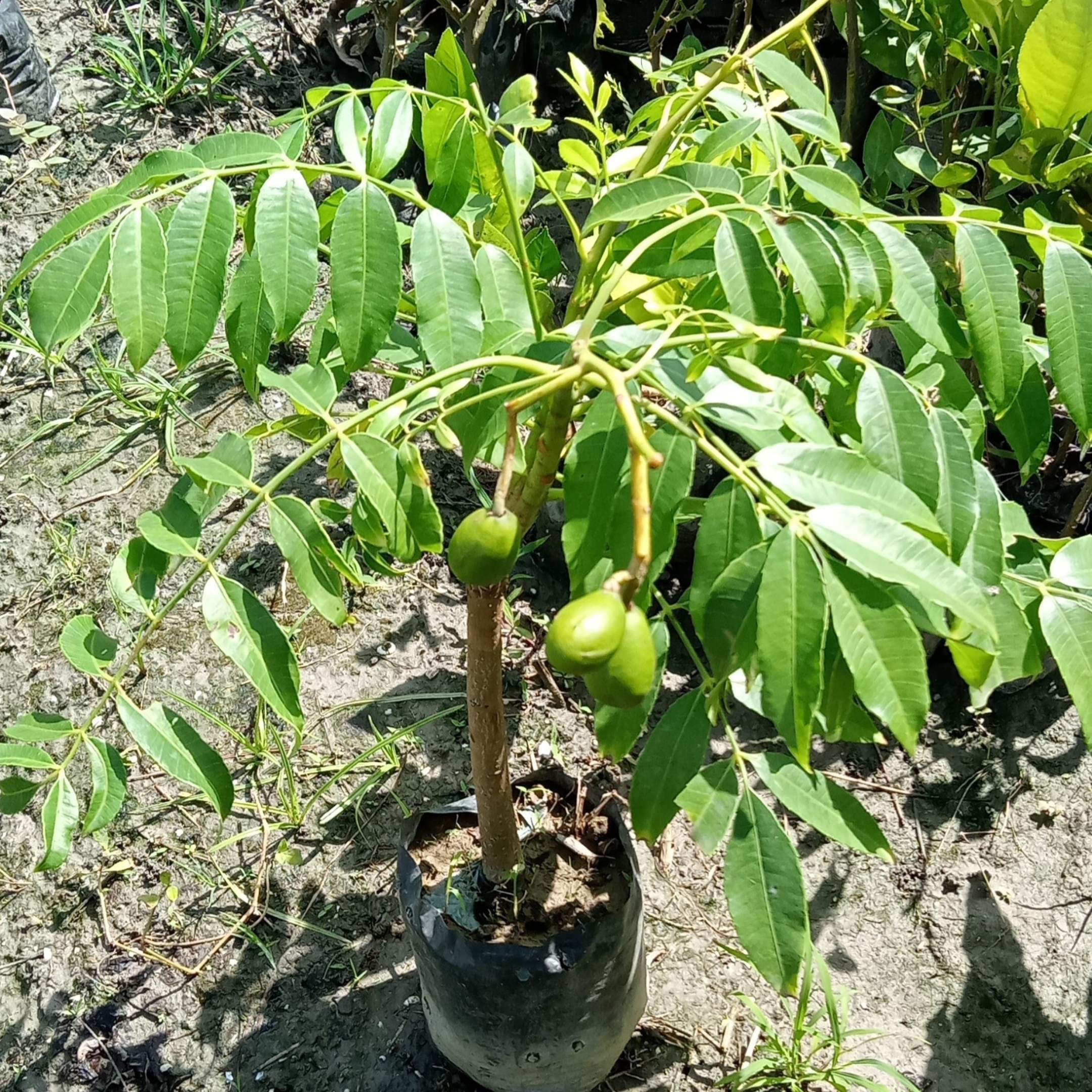 Hog Plum Live Fruit Plant (Amra, Spondias mombin) - Image 2