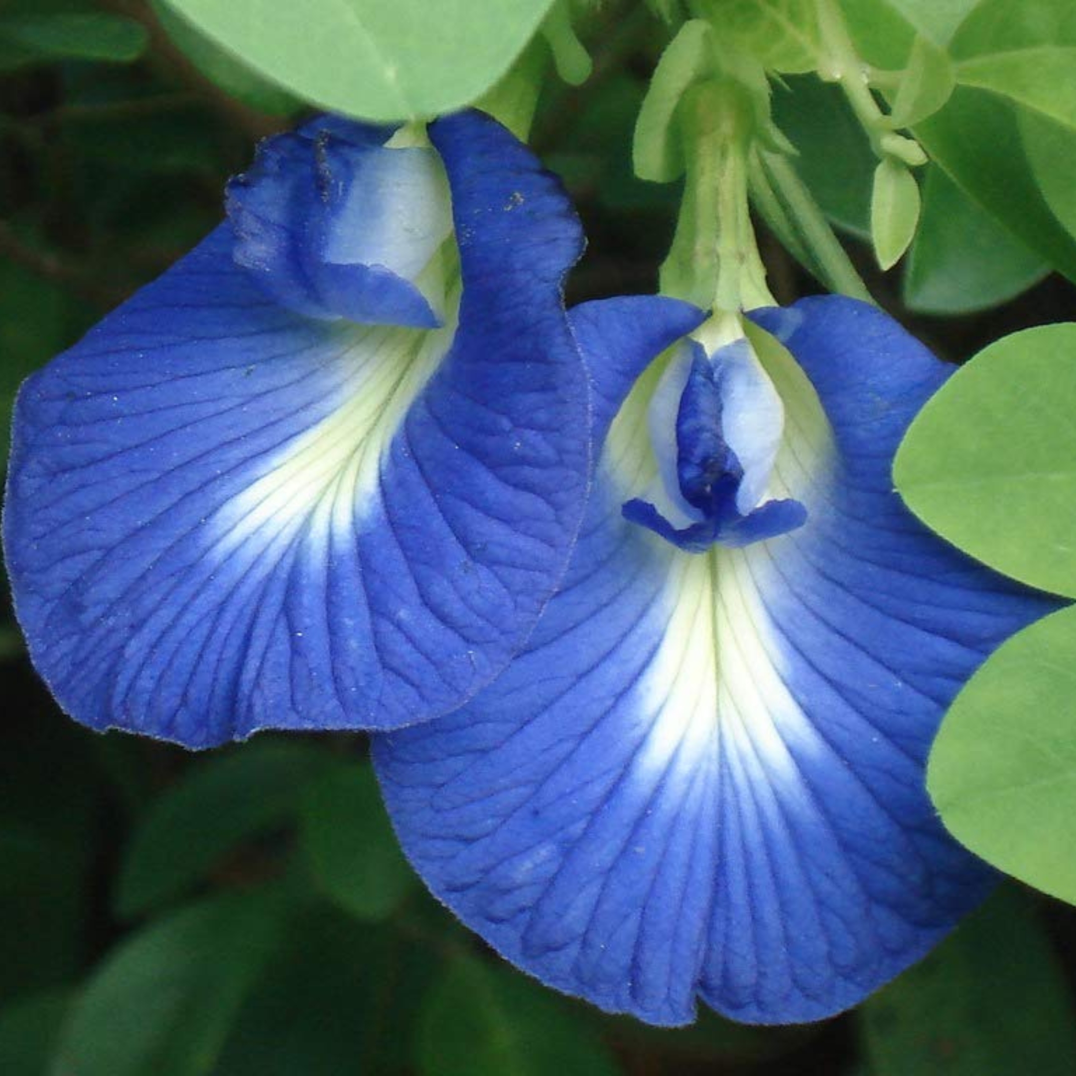Aparajita Flower Plant, Butterfly pea plant (Clitoria Ternatea) - Image 2