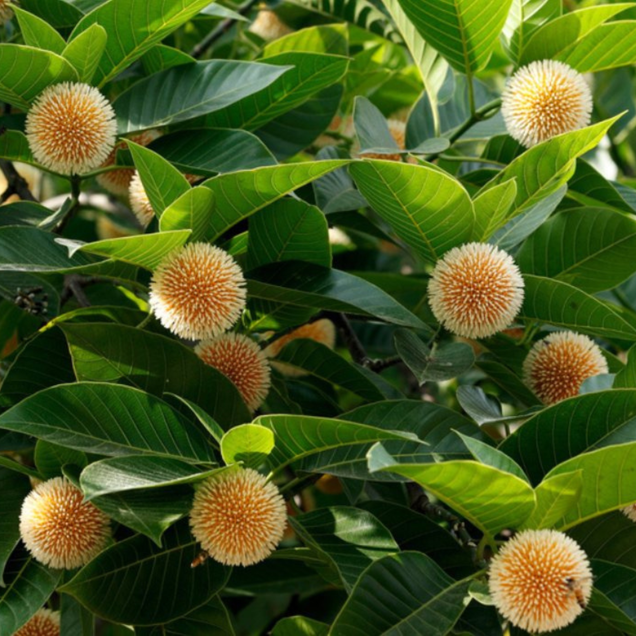 Kadam Tree, Kadamb Plant, Burflower Tree - Image 2
