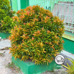 Syzygium Campanulatum Plant, Christina tree