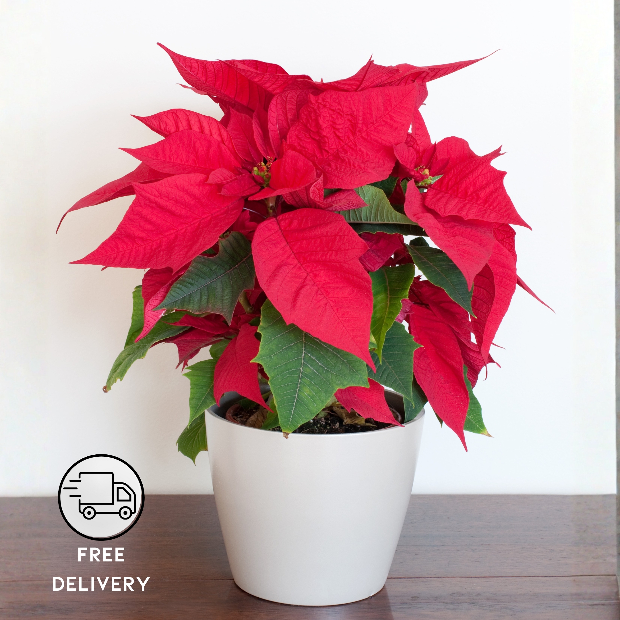 Poinsettia Plant, Christmas Flower Plant