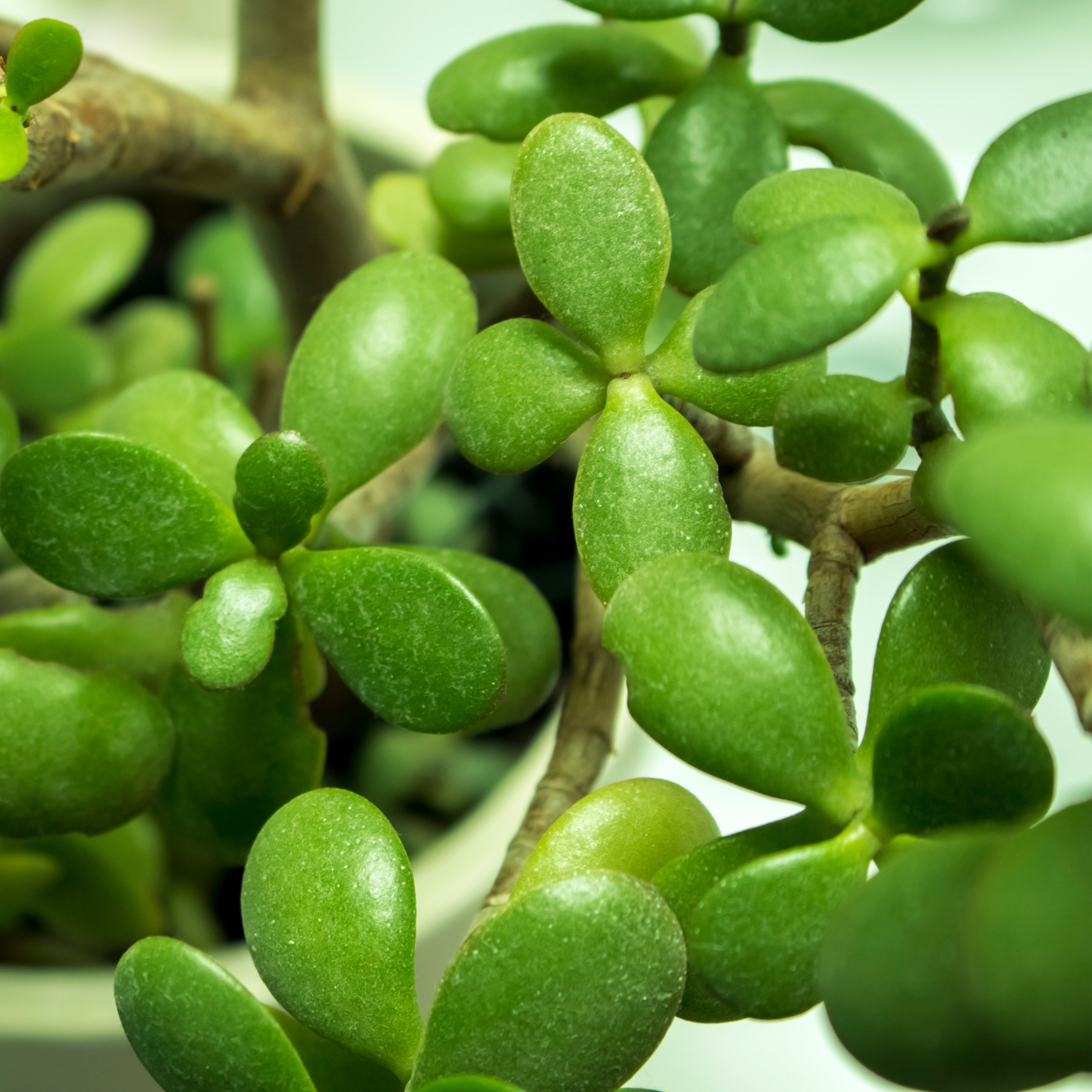Mini Cute Jade Plant, Crassula ovata - Pack Of 2 - Image 2