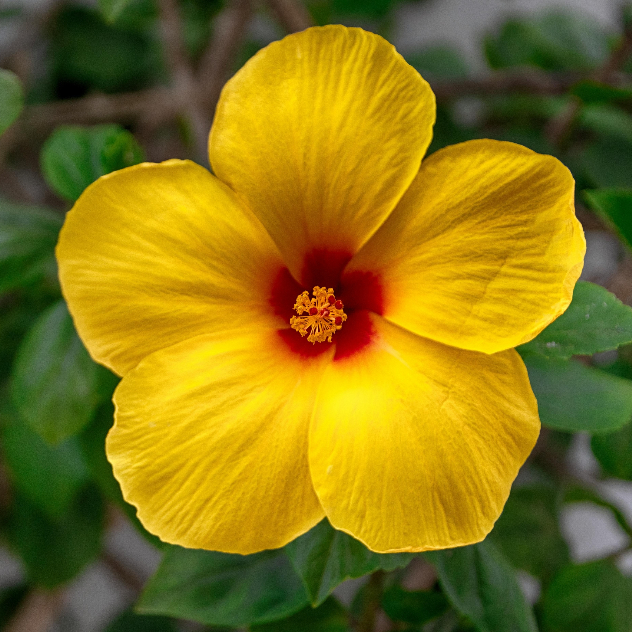 Yellow Hibiscus Live Flowering Plant - Pack Of 2 - Image 2