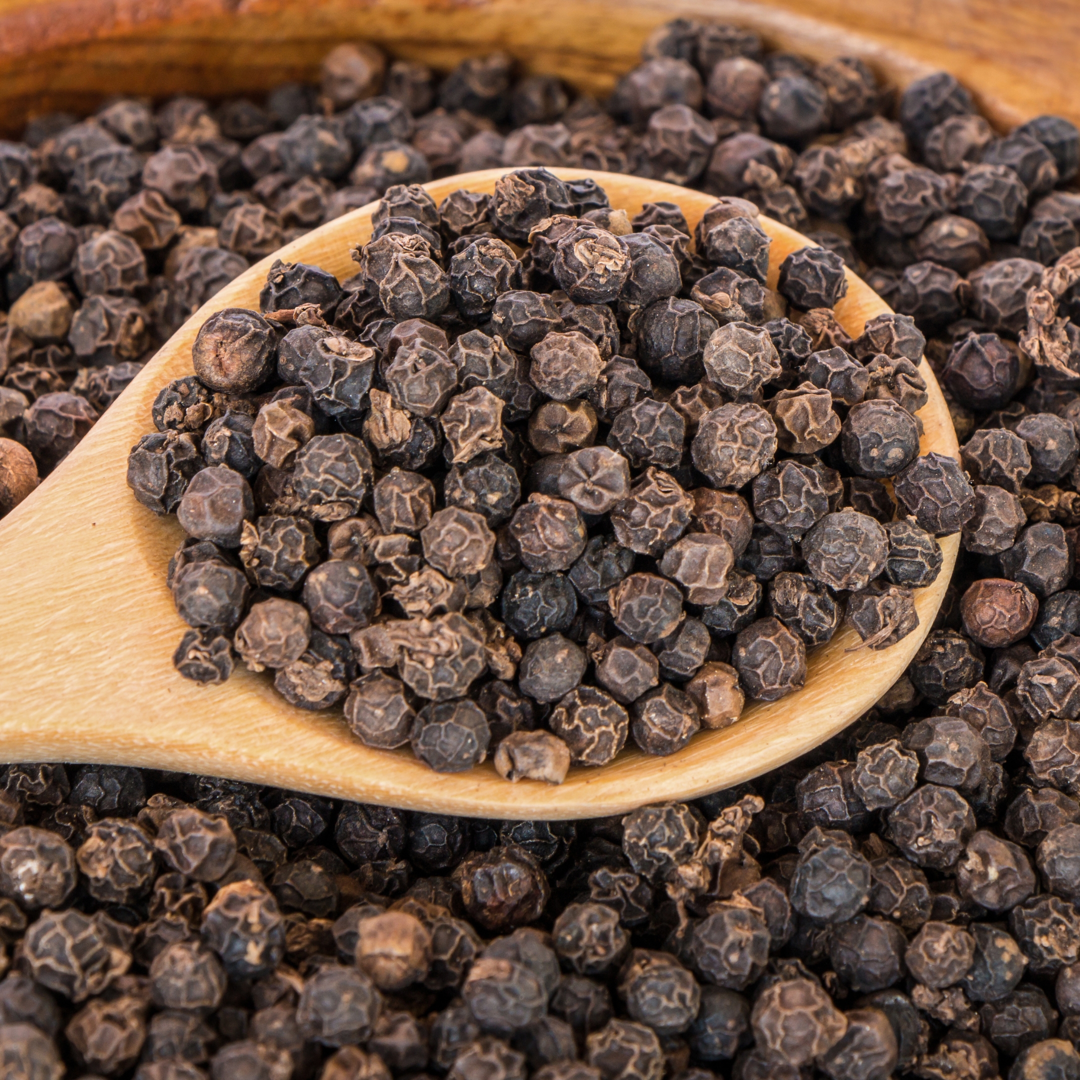 Black Pepper Plant, (Kali Mirch) - Image 2