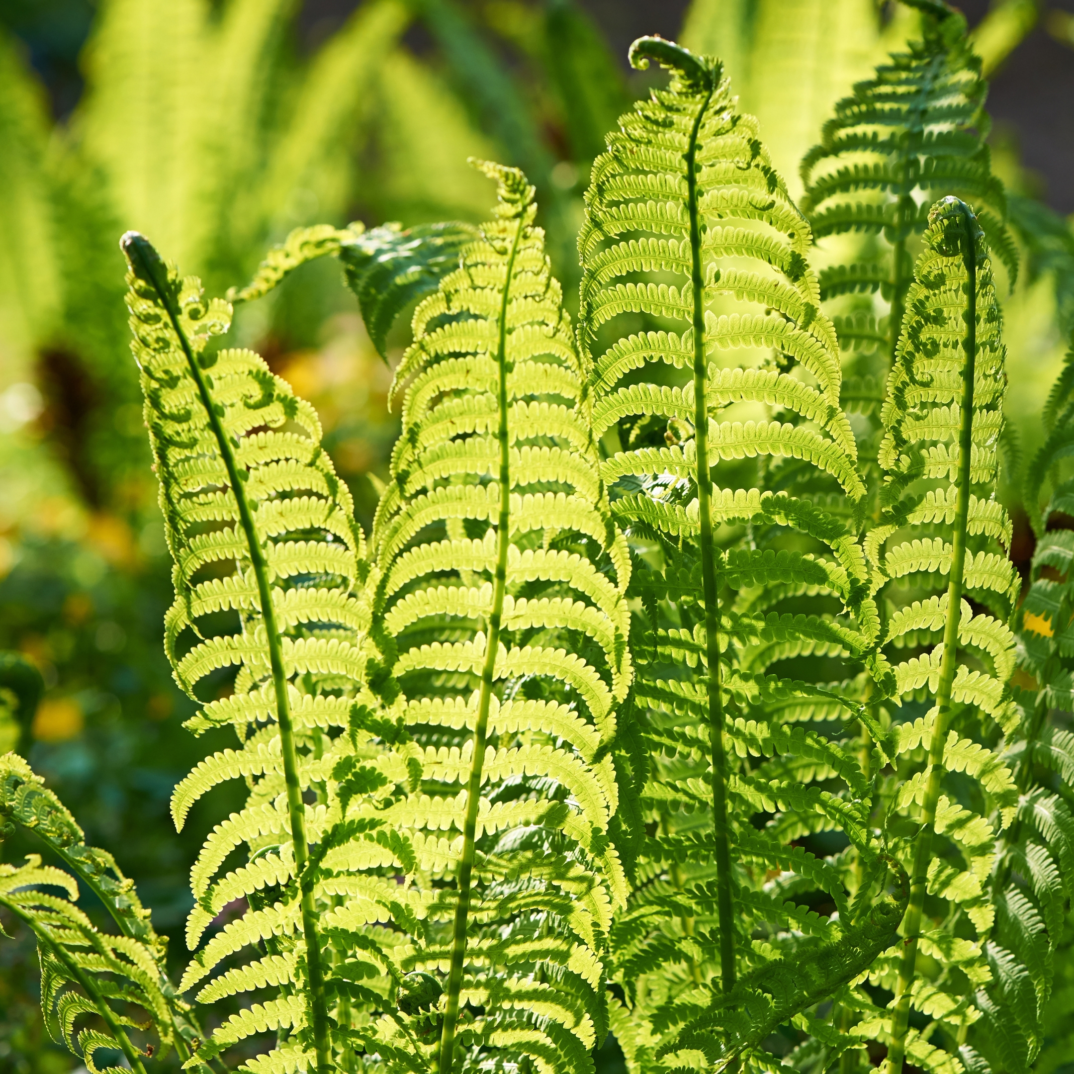 Boston Fern Plant, Nephrolepis exaltata bosteniensis - Pack Of 2 - Image 2