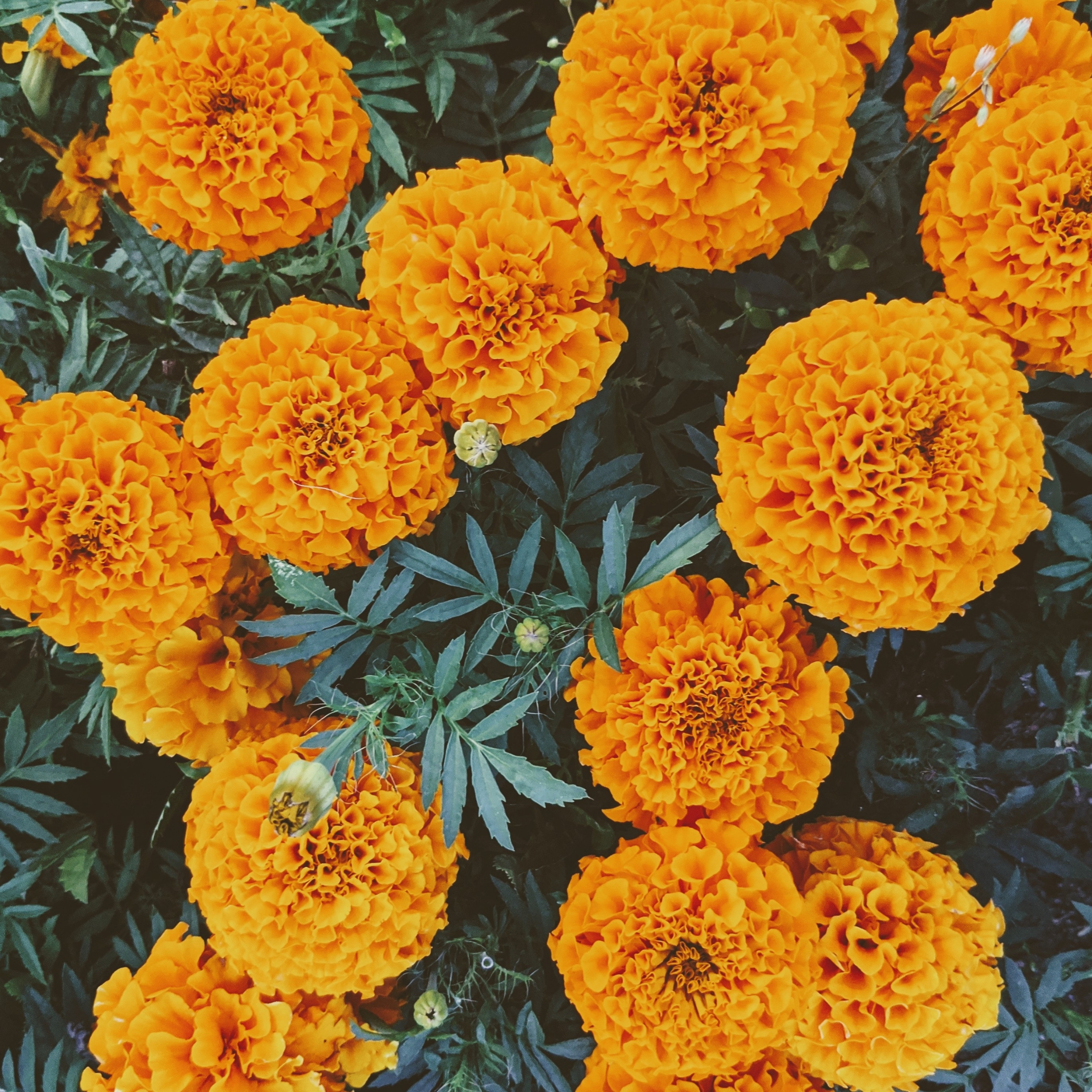 African Marigold Plant - Image 2