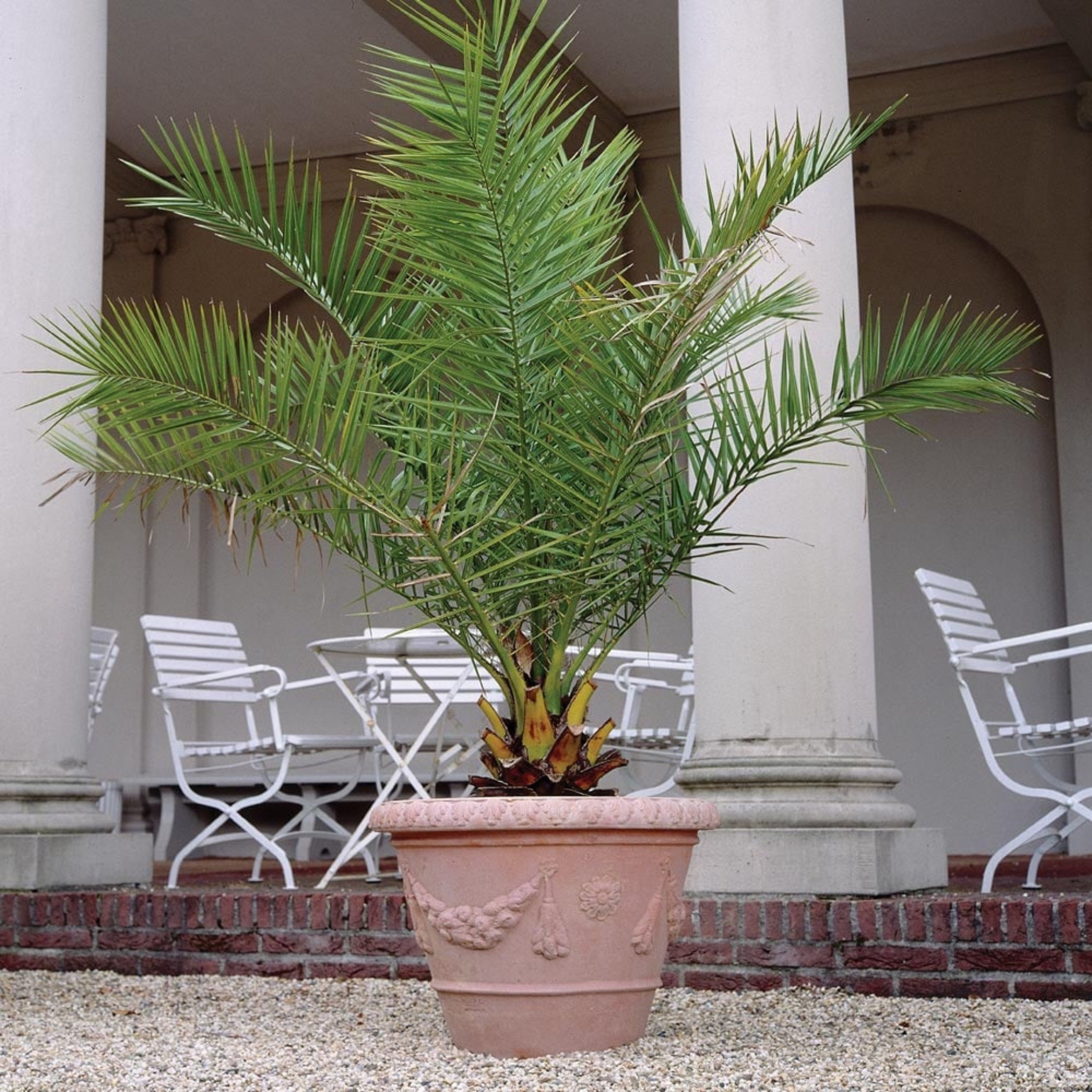 Phoenix Palm Plant, (Phoenix Canariensis) - Pack Of 2 - Image 2