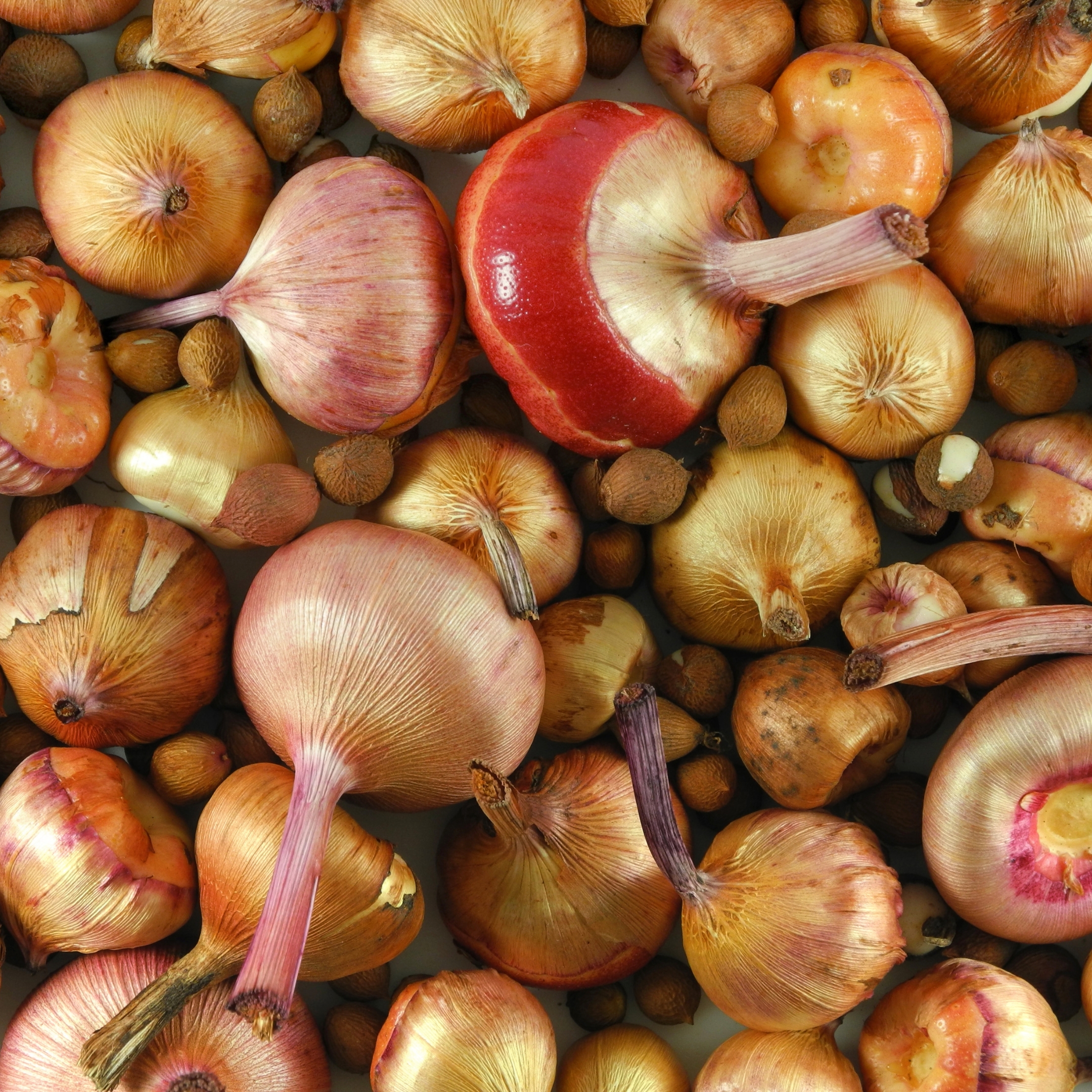 Gladiolus Bulbs (Random color) (set of 10) - Image 2