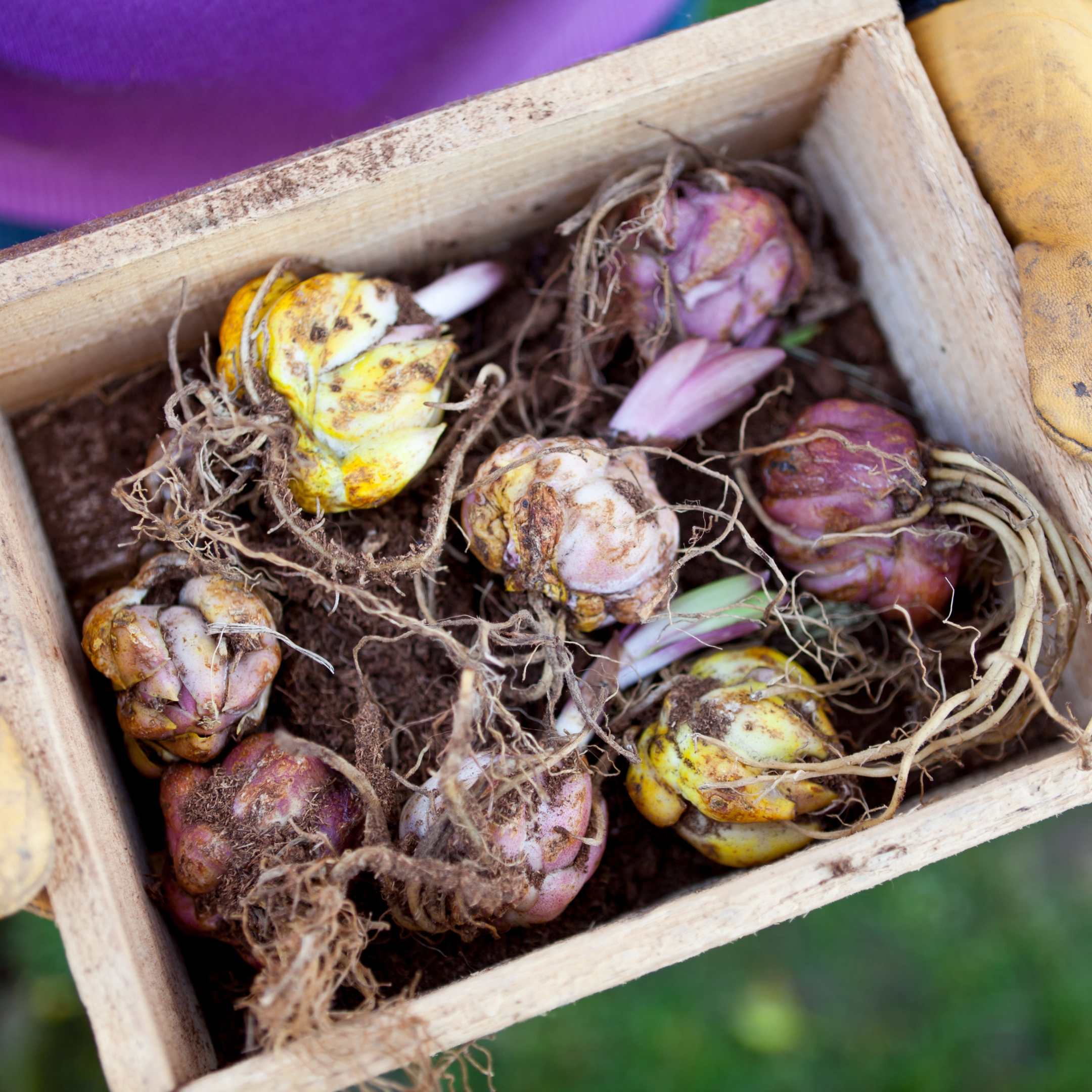Lily Flower Bulbs (Set Of 5) - Image 2