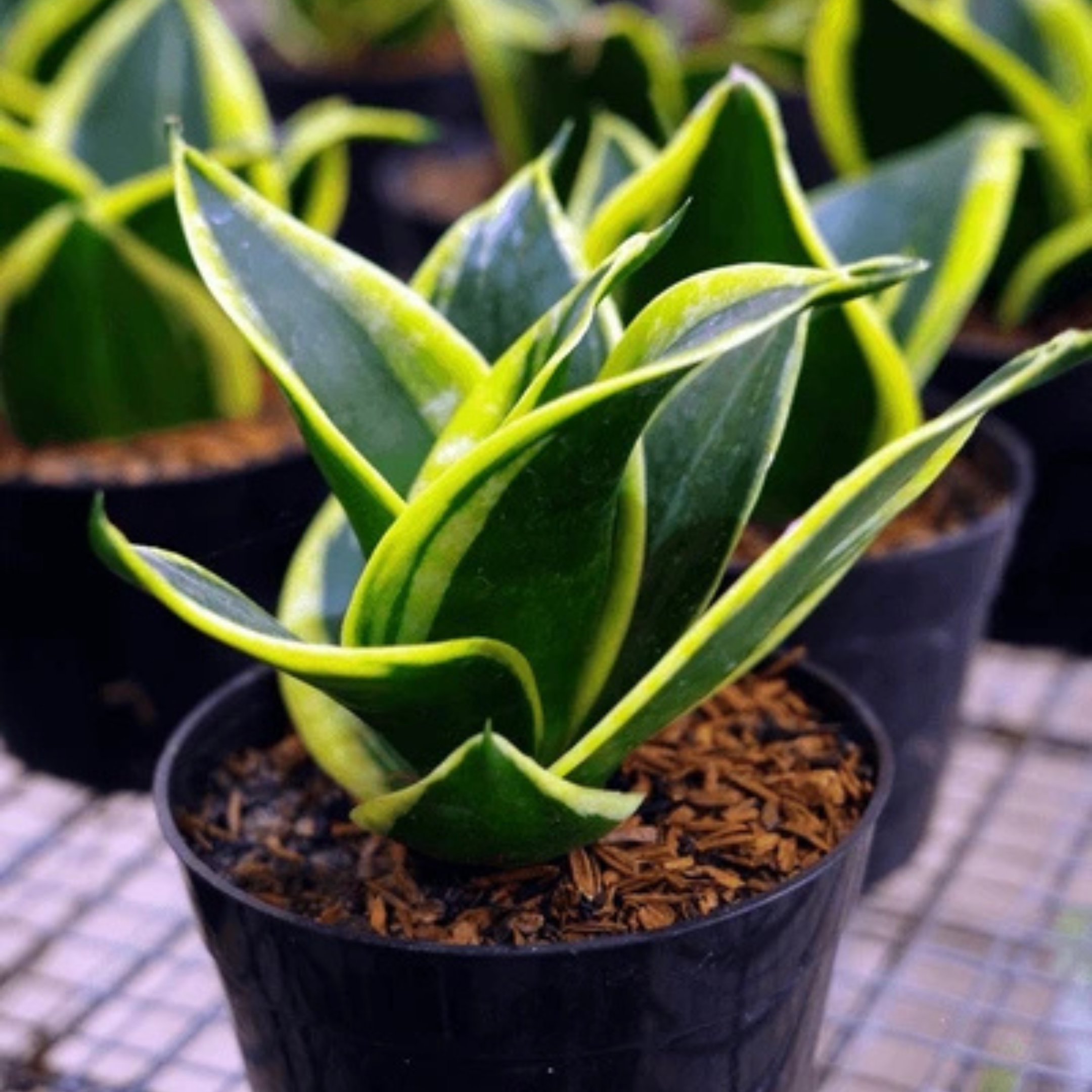 Snake Plant - Golden Hahnii Without Pot - Image 2