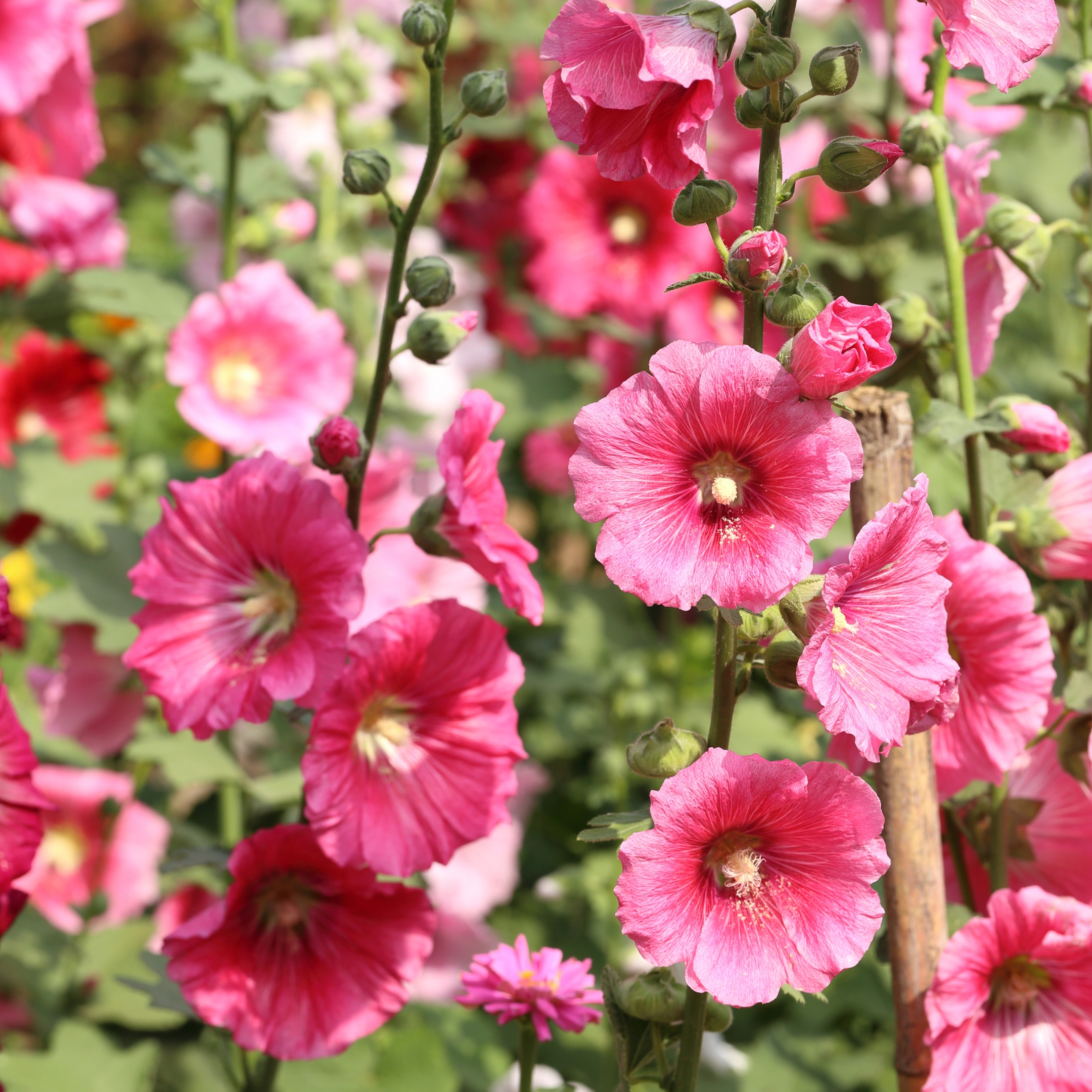 Hollyhock Flower Seeds Mix Color - Pack Of 20 - Image 3