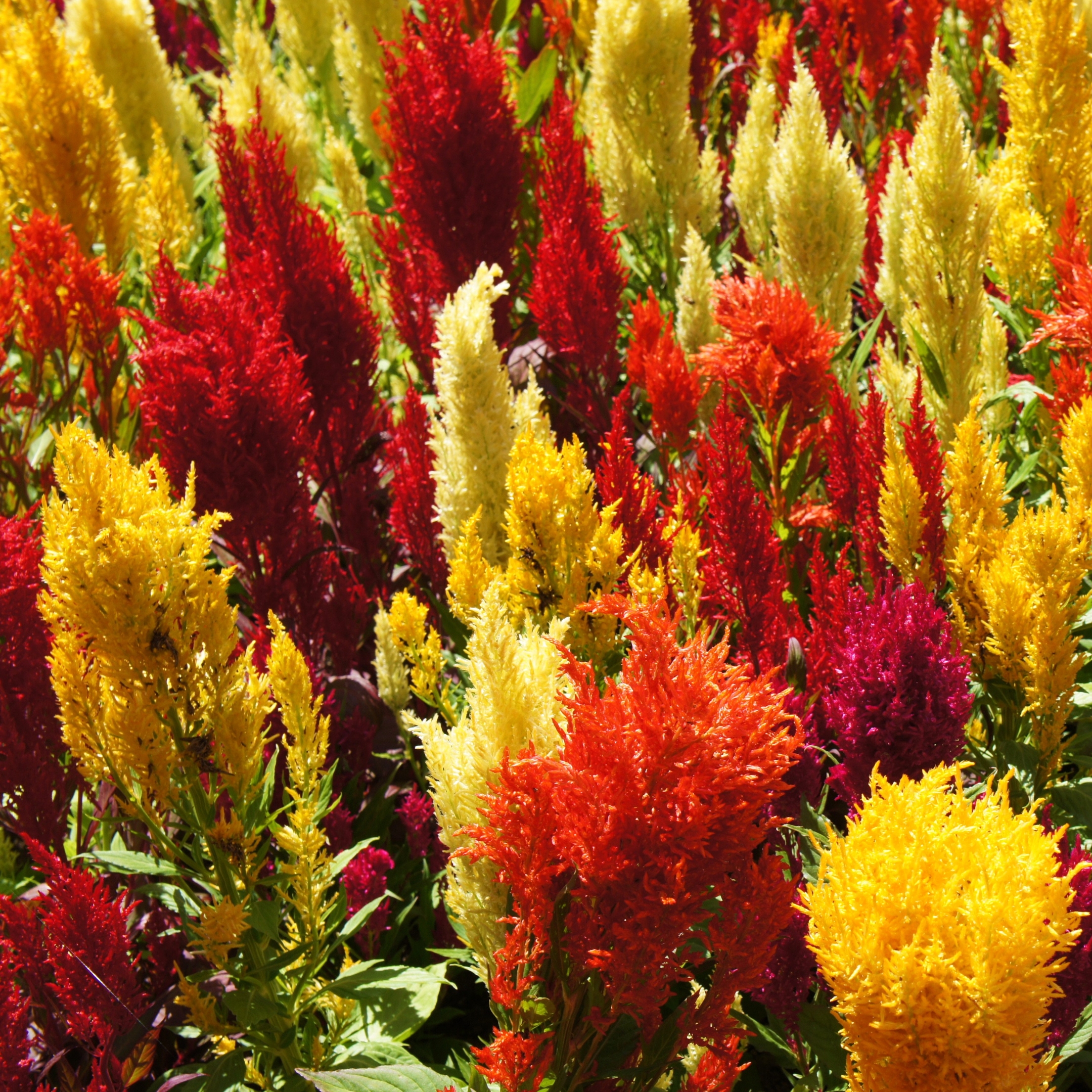 Celosia plumosa Mixed Color Flower Seeds - Pack Of 25 - Image 2