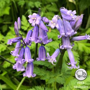 Bluebell Flower Plant (English bluebell, wild hyacinth)