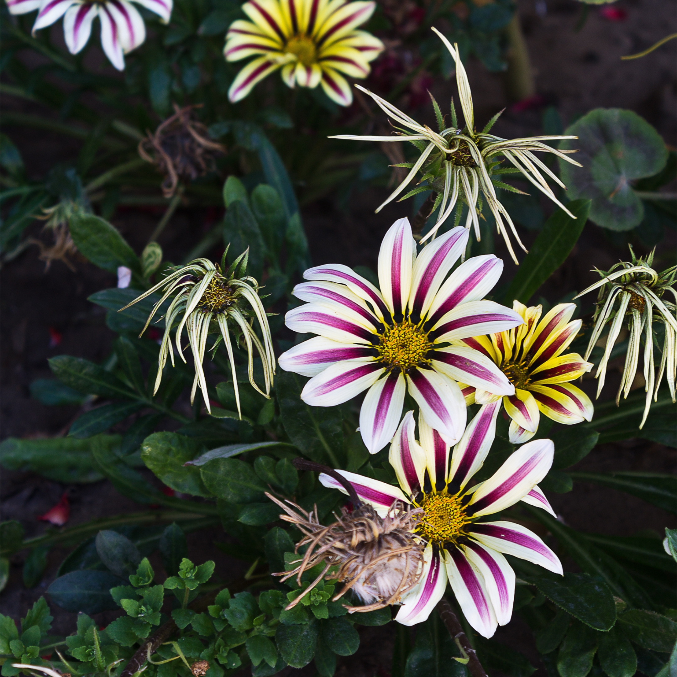 Gazania Flower Mix Color Seeds - Pack Of 15 - Image 2