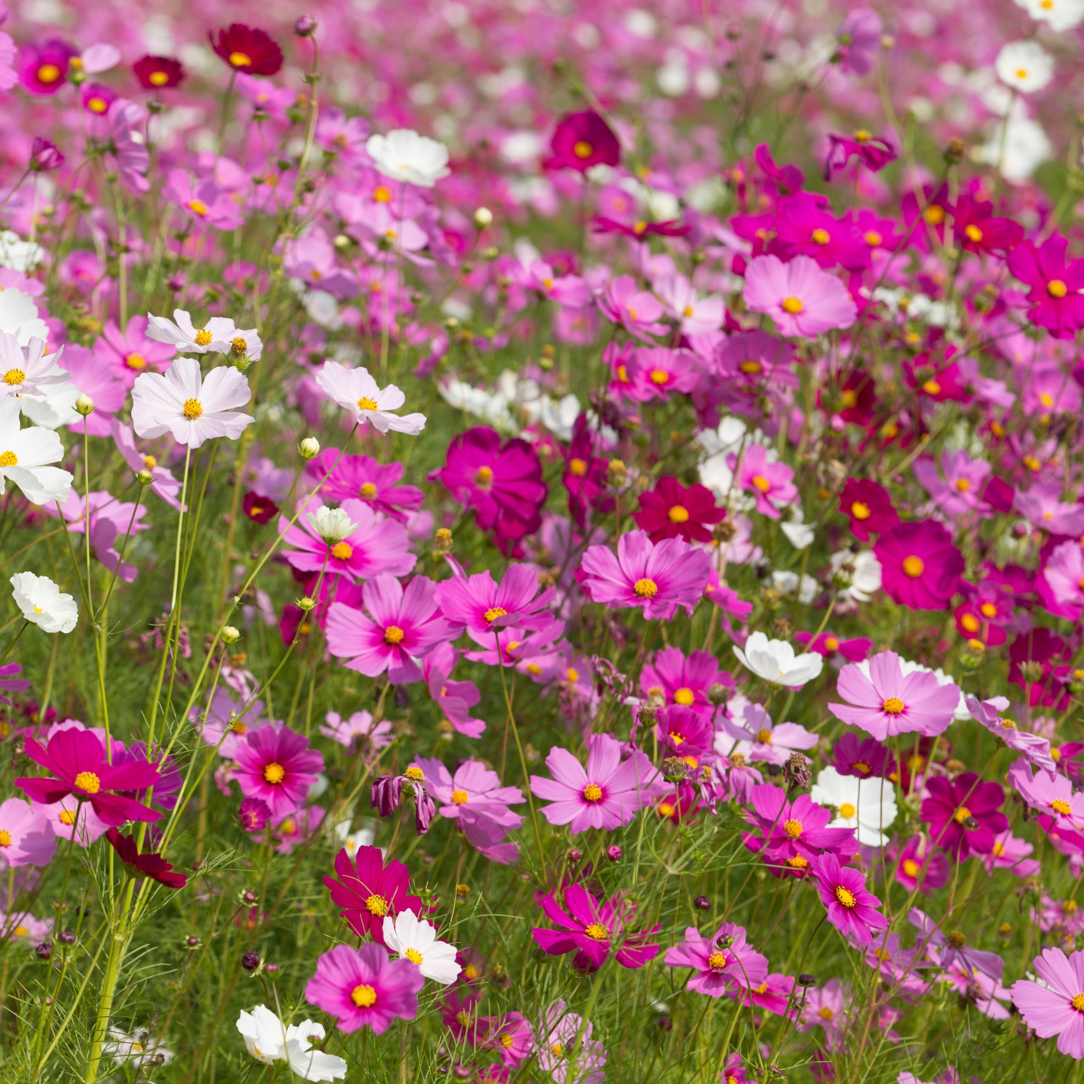 Cosmos Flower Hybrid Seeds, Mixed Colors - Pack Of 20 - Image 2