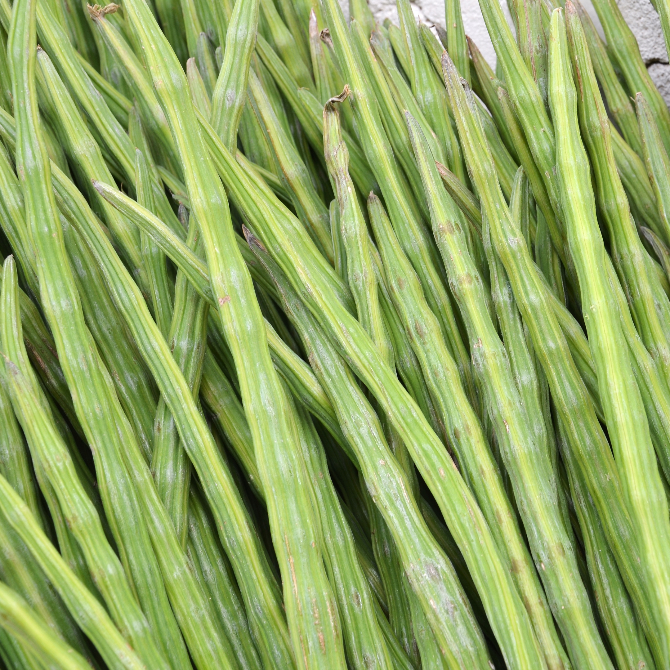 Moringa Drumstick Seeds (Saijan) - Pack Of 40 - Image 2