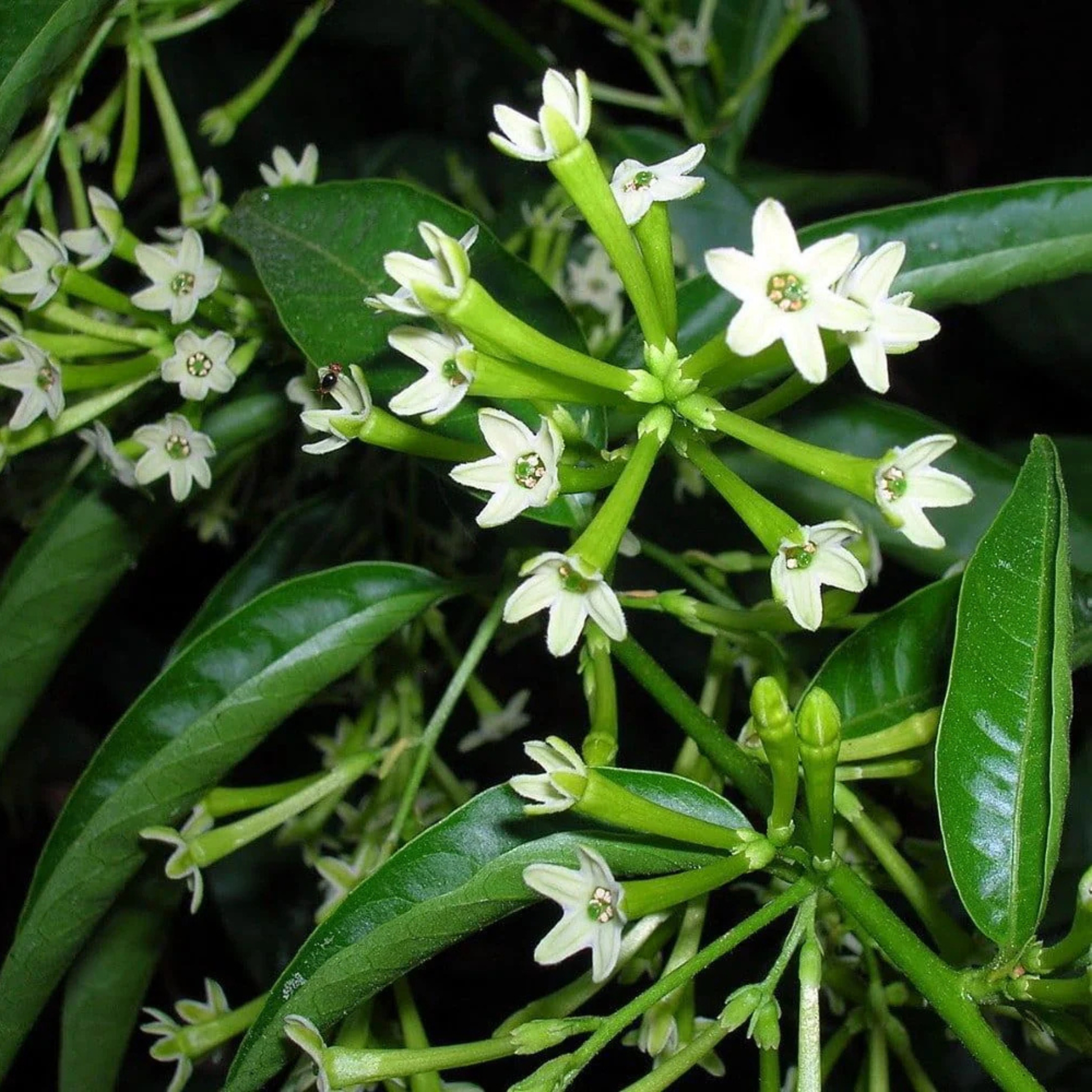 Night Flowering Jasmine seeds, Raat Ki Rani, Raat Rani, Lady Of The Night (Cestrum Nocturnum) - Pack Of 10 - Image 2