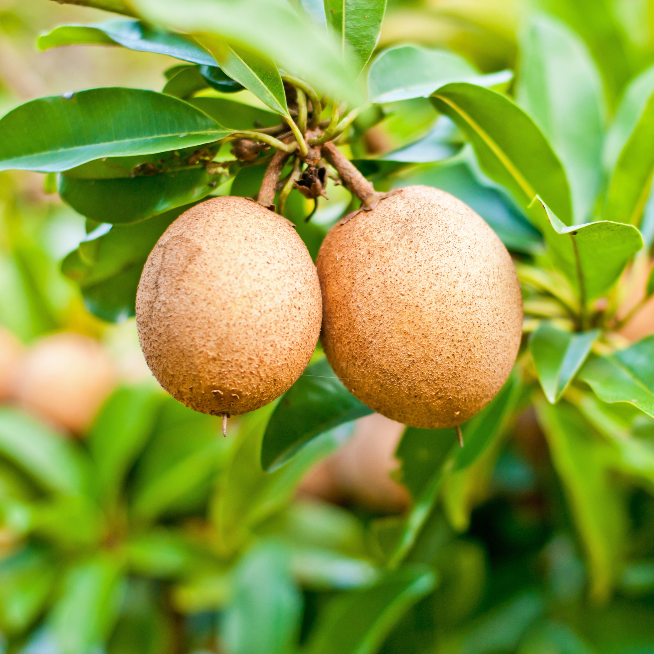 Chikoo Fruit Plant, Sapota, Chiku Fruit (Grafted) - Sapodilla Plant - Pack Of 2 - Image 3