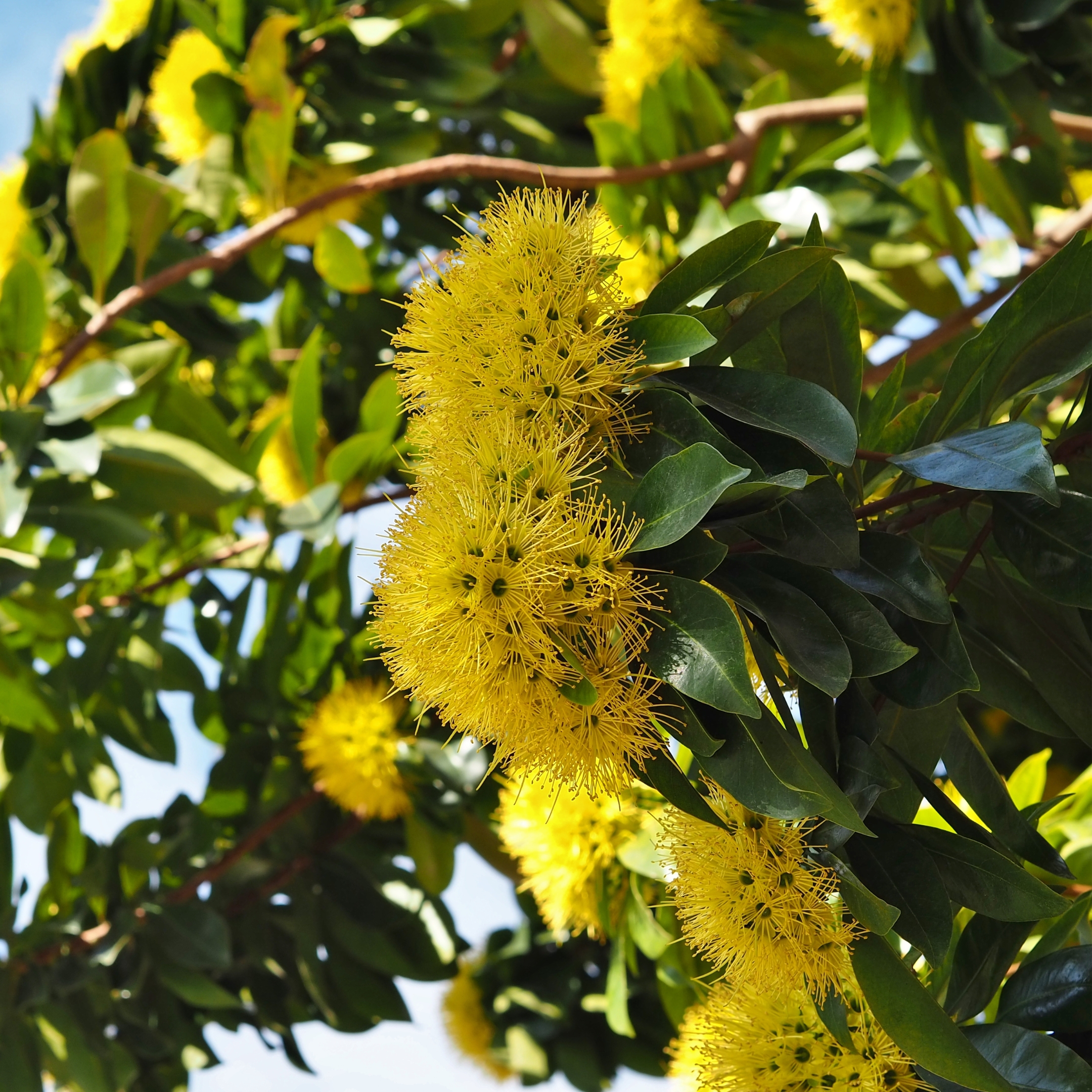 First Love Flower Plant (Xanthostemon Chrysanthus) - Pack Of 2 - Image 3