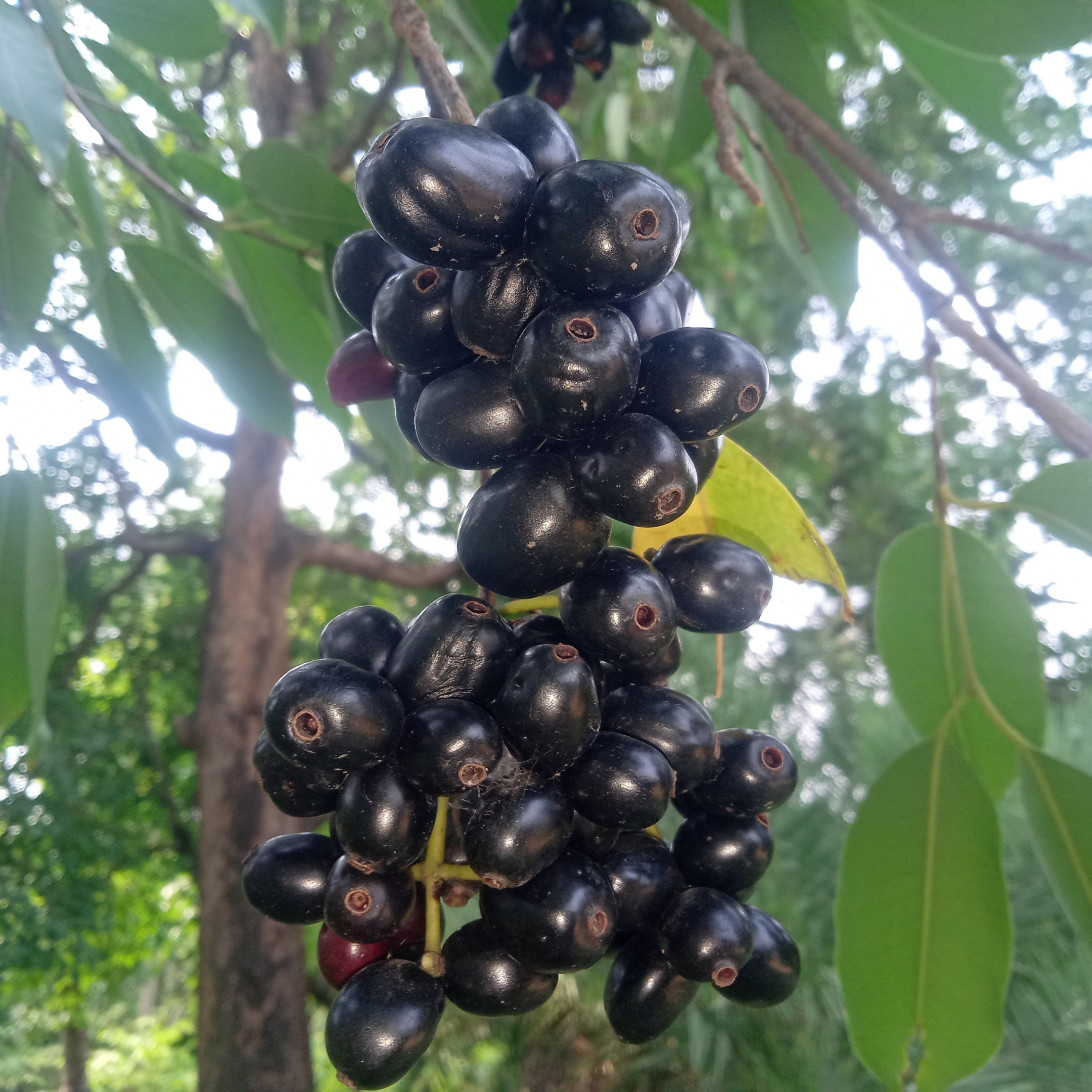 Jamun Plant, Syzygium cumini Plant - Image 3