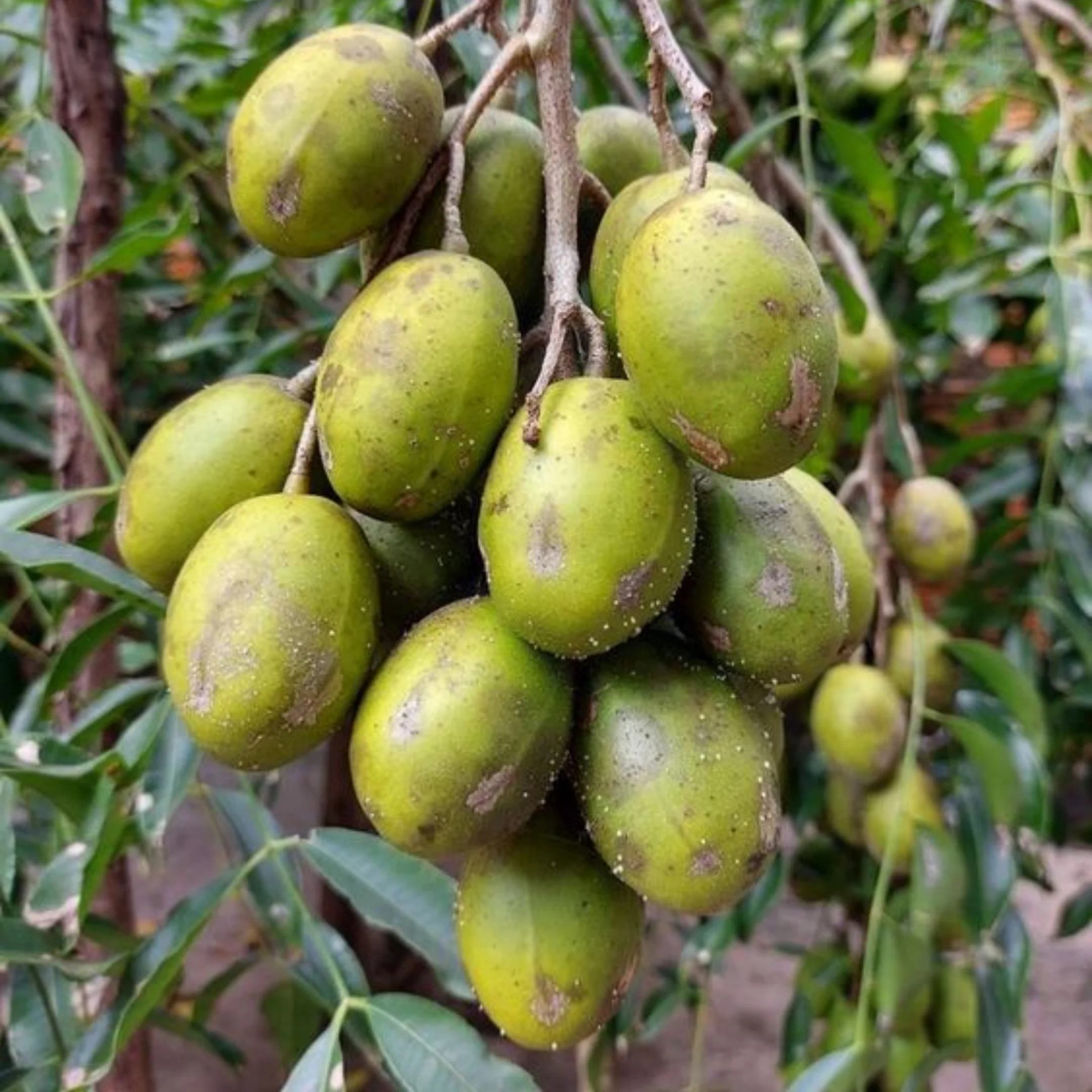 Hog Plum Live Fruit Plant (Amra, Spondias mombin) - Image 3
