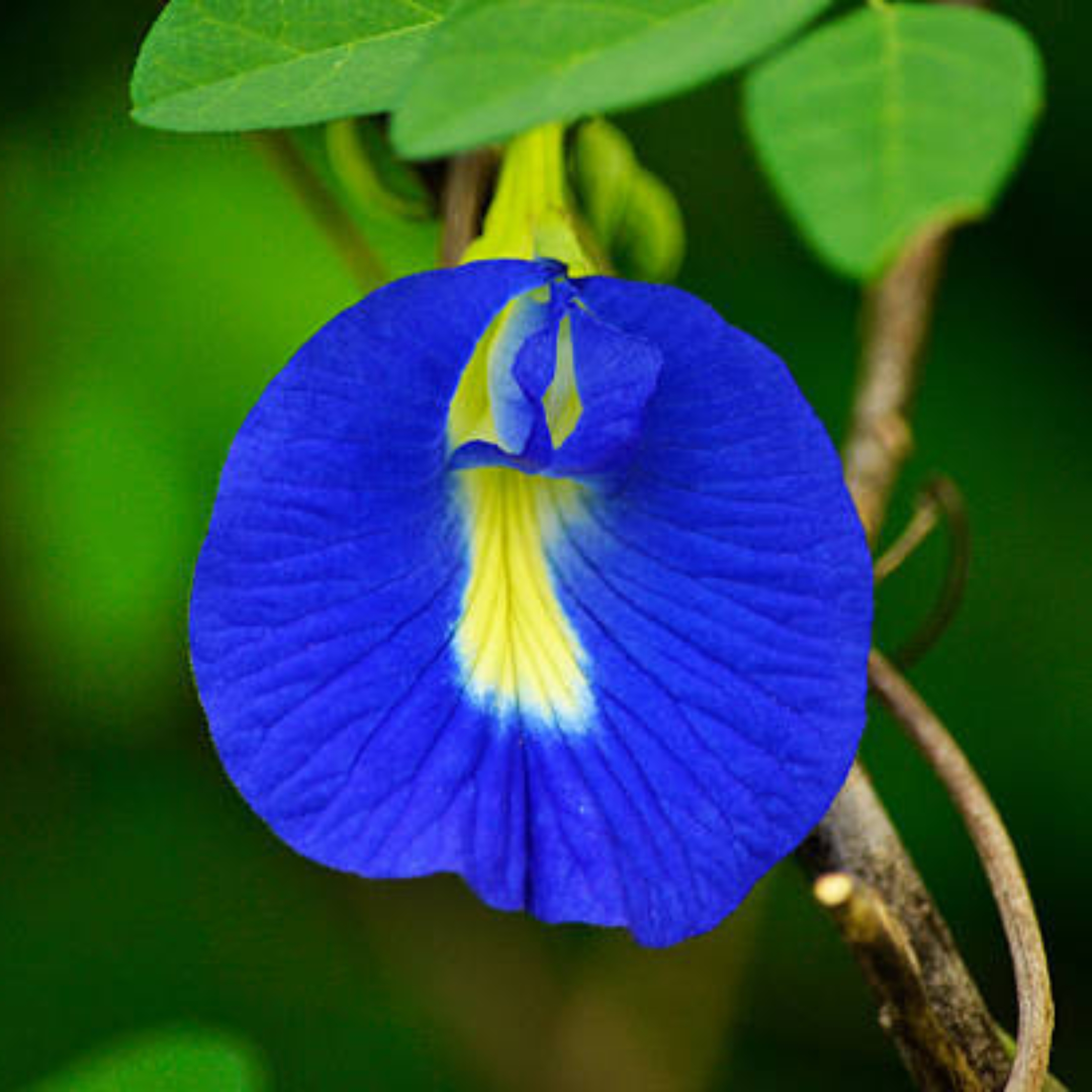 Aparajita Flower Plant, Butterfly pea plant (Clitoria Ternatea) - Image 3