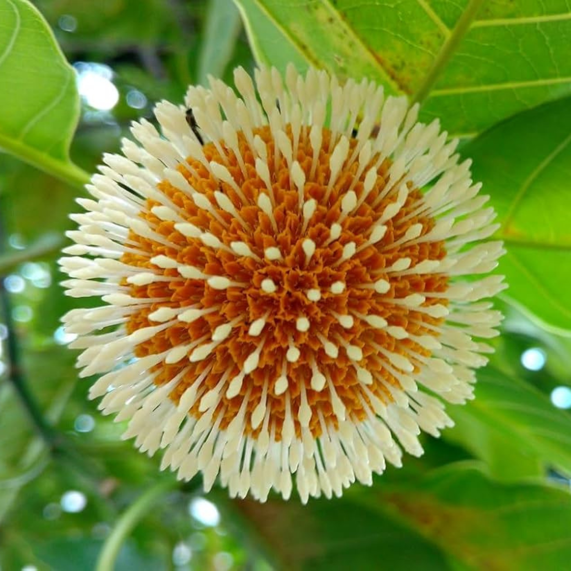 Kadam Tree, Kadamb Plant, Burflower Tree - Image 3