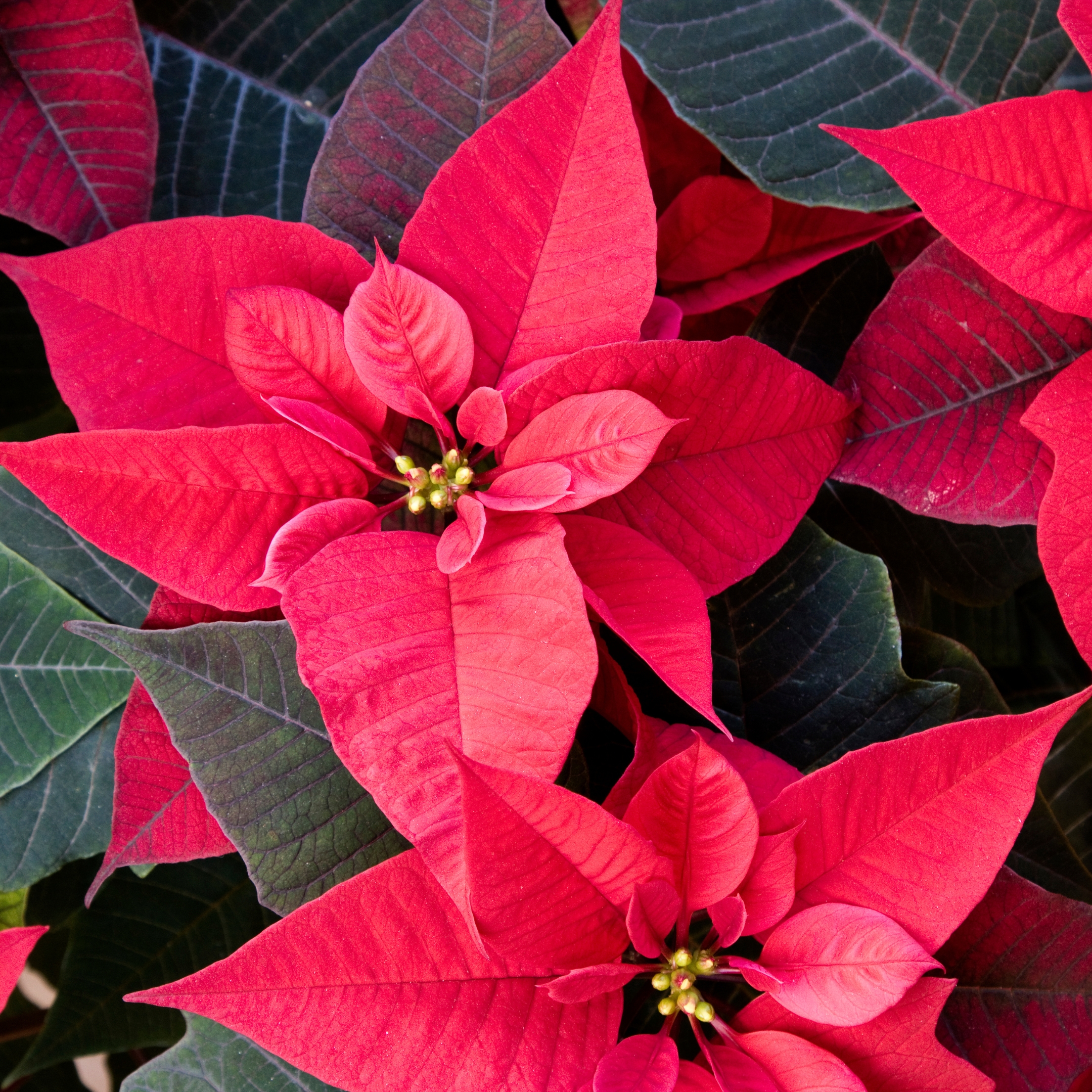Poinsettia Plant, Christmas Flower Plant - Image 2