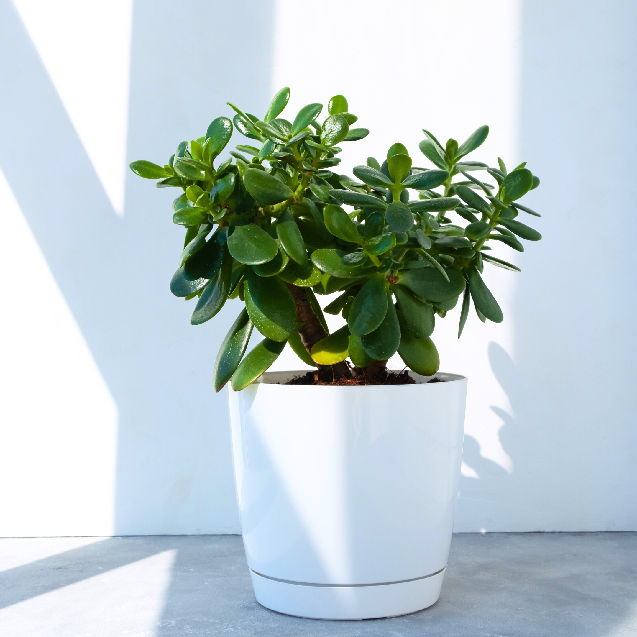 Mini Cute Jade Plant, Crassula ovata - Pack Of 2 - Image 3