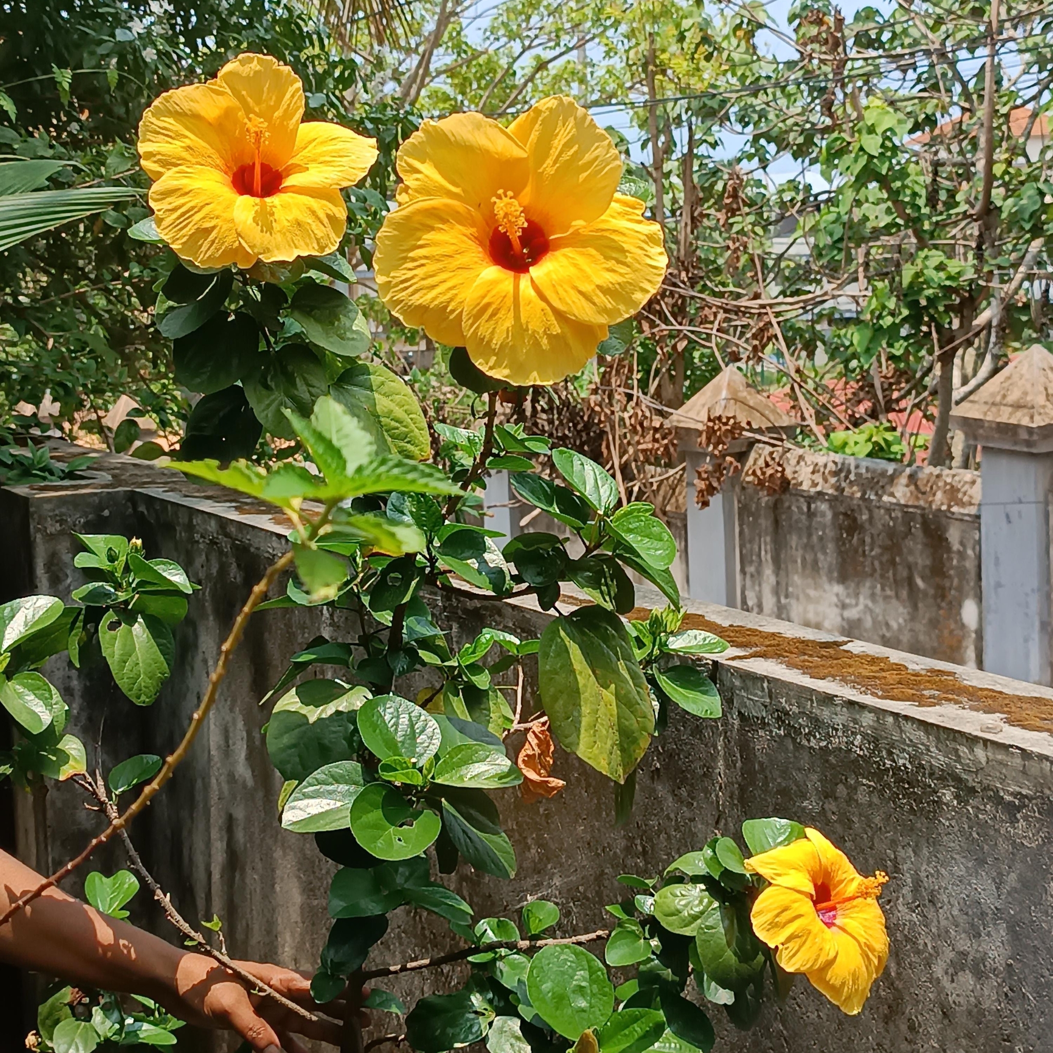 Yellow Hibiscus Live Flowering Plant - Pack Of 2 - Image 3