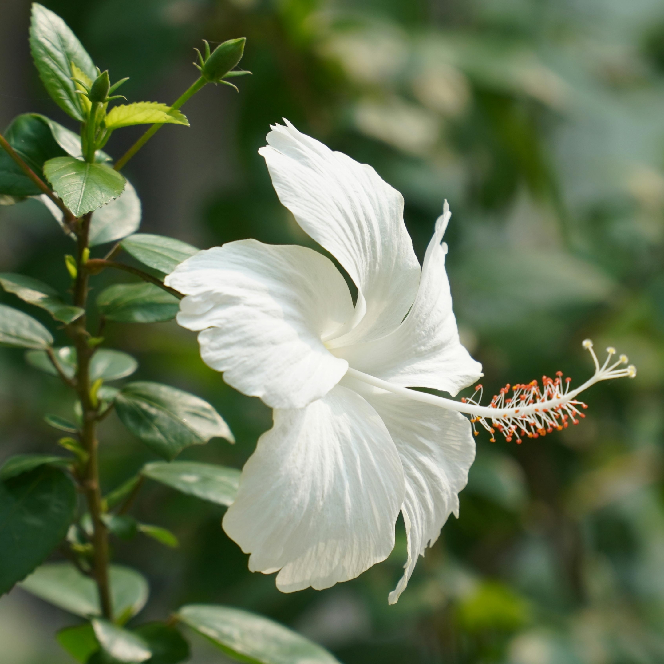 White Hibiscus Live Flower Plant, Gudhal Flower - Pack Of 2 - Image 3