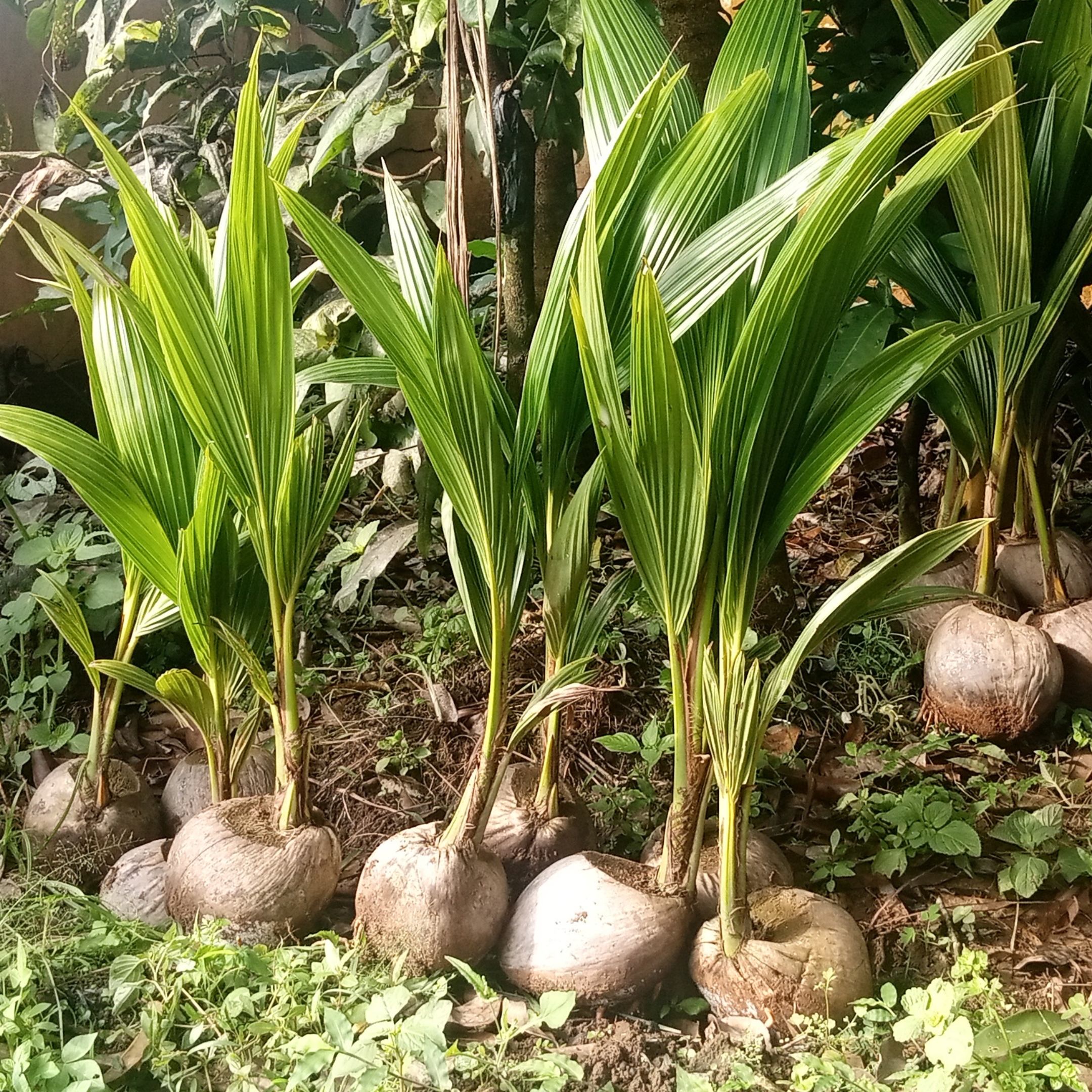 Kerela Coconut Plant Live - Pack Of 2 - Image 3