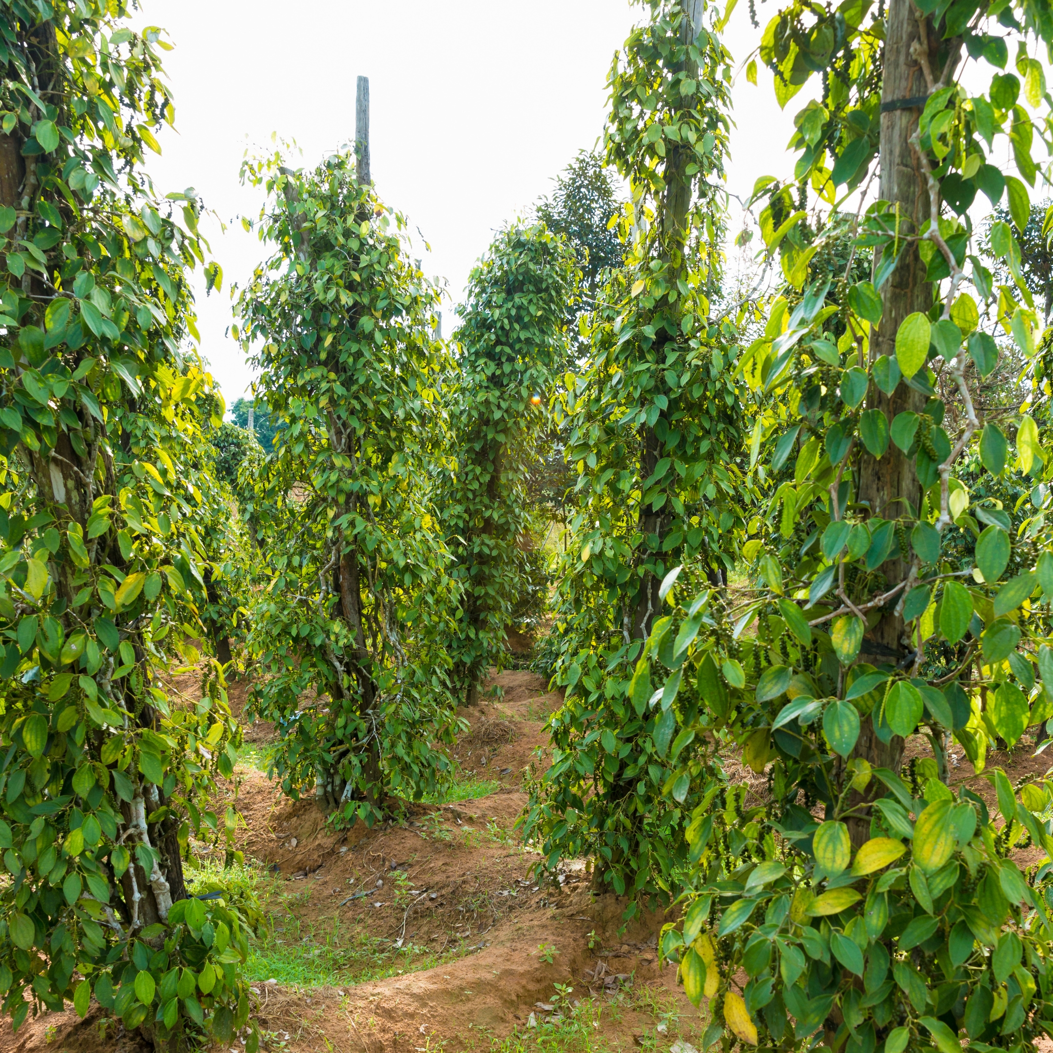 Black Pepper Plant, (Kali Mirch) - Image 3