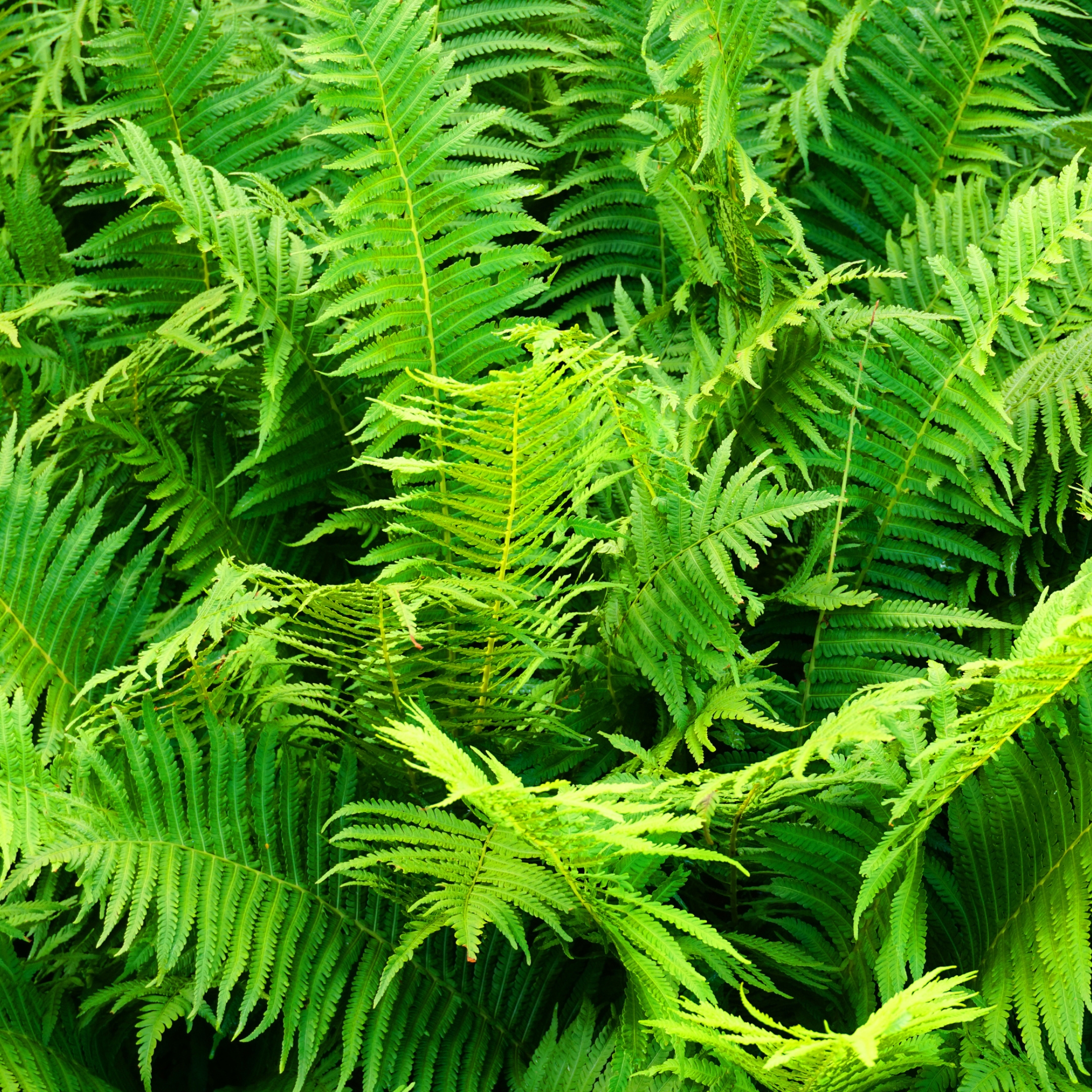 Boston Fern Plant, Nephrolepis exaltata bosteniensis - Pack Of 2 - Image 3