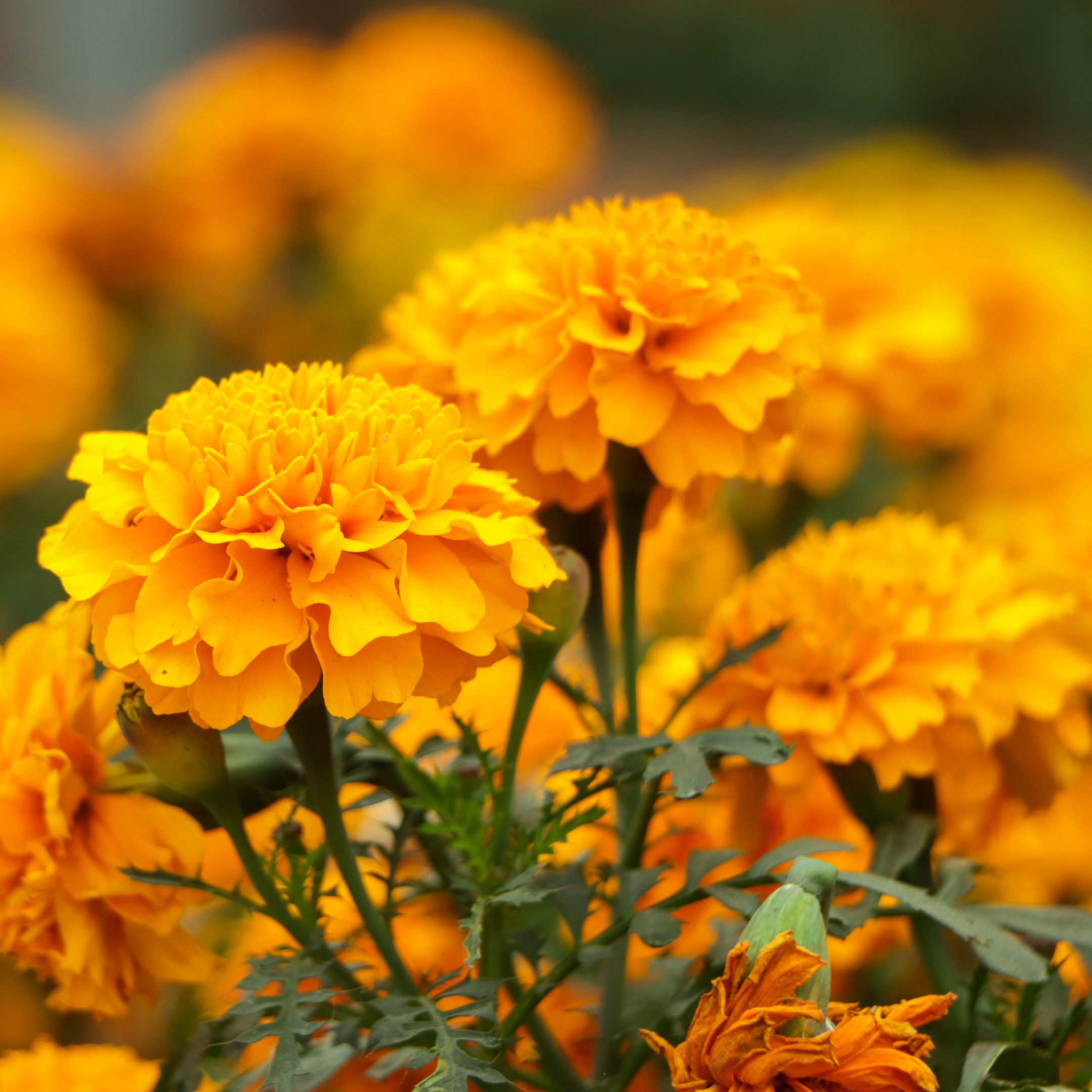 African Marigold Plant - Image 3