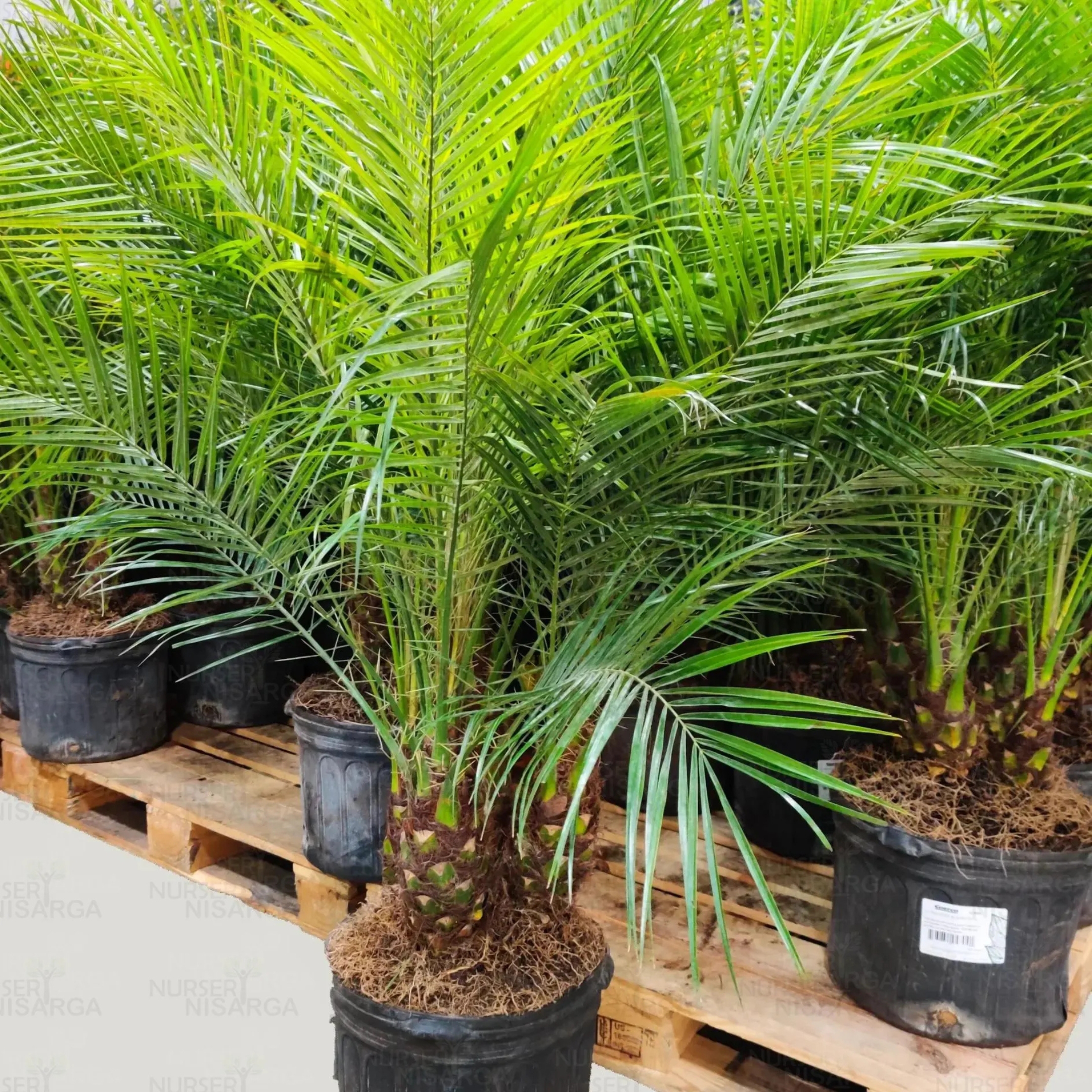 Phoenix Palm Plant, (Phoenix Canariensis) - Pack Of 2 - Image 3