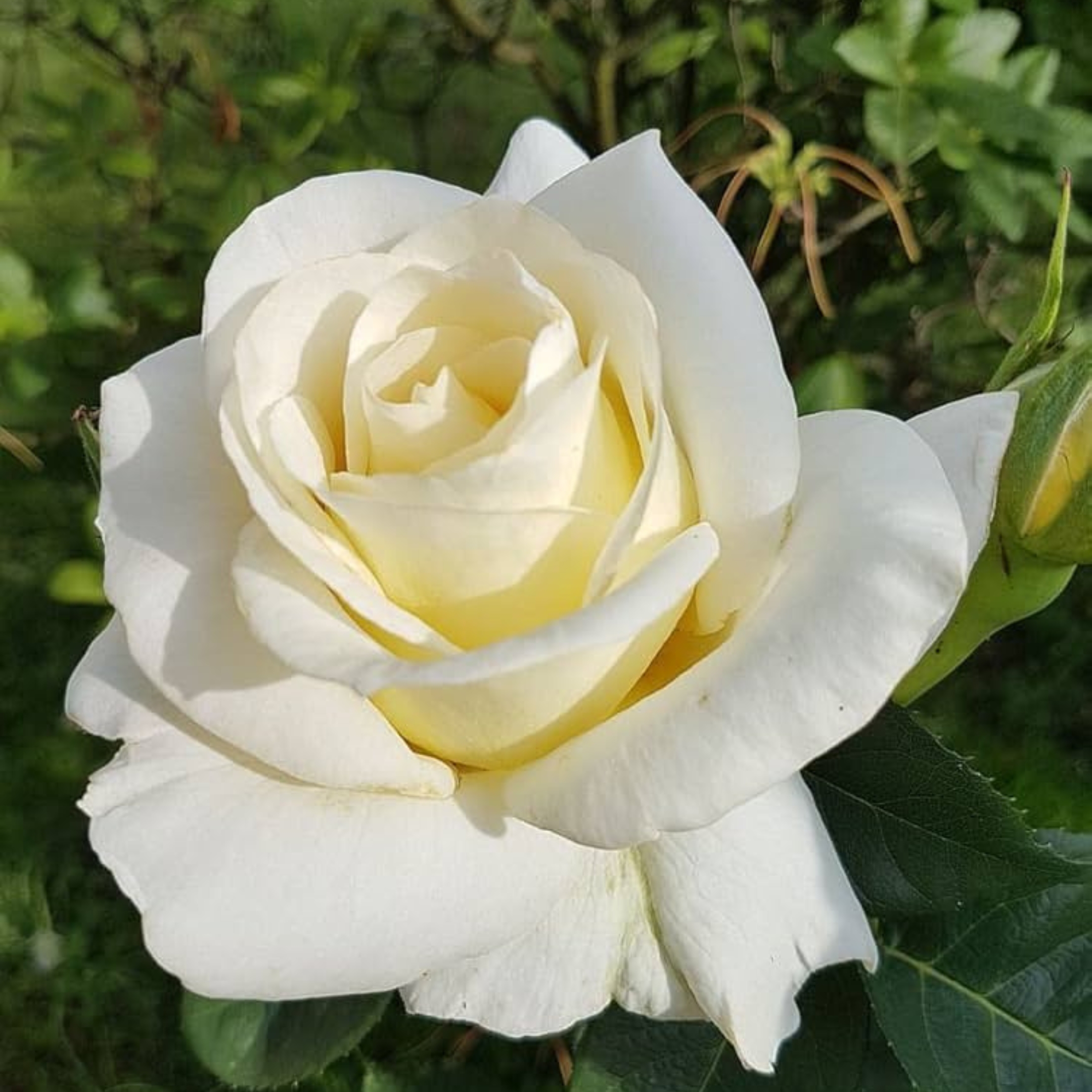 White Rose Flower Plant, Gulab - Pack Of 2 - Image 3