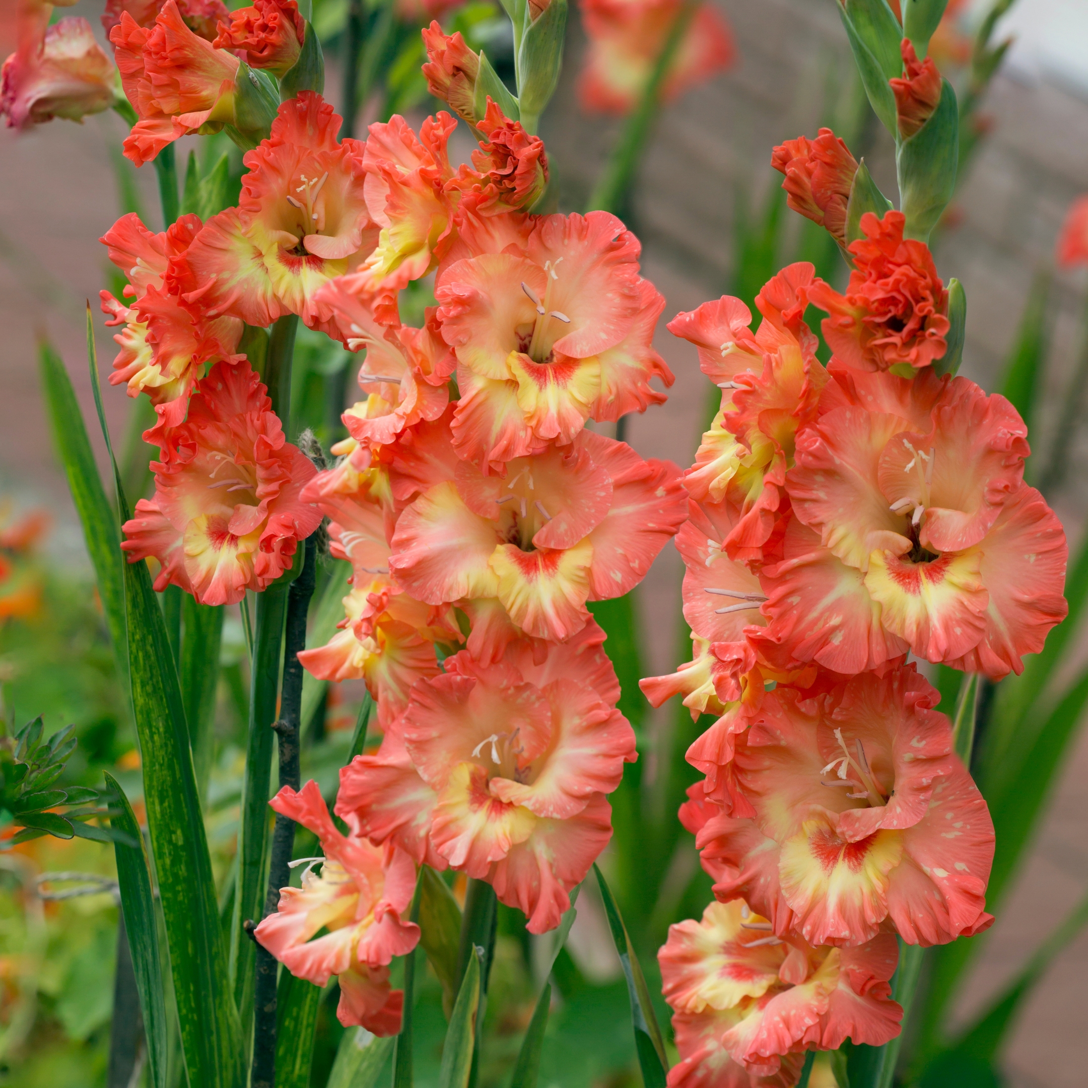 Gladiolus Bulbs (Random color) (set of 10) - Image 3