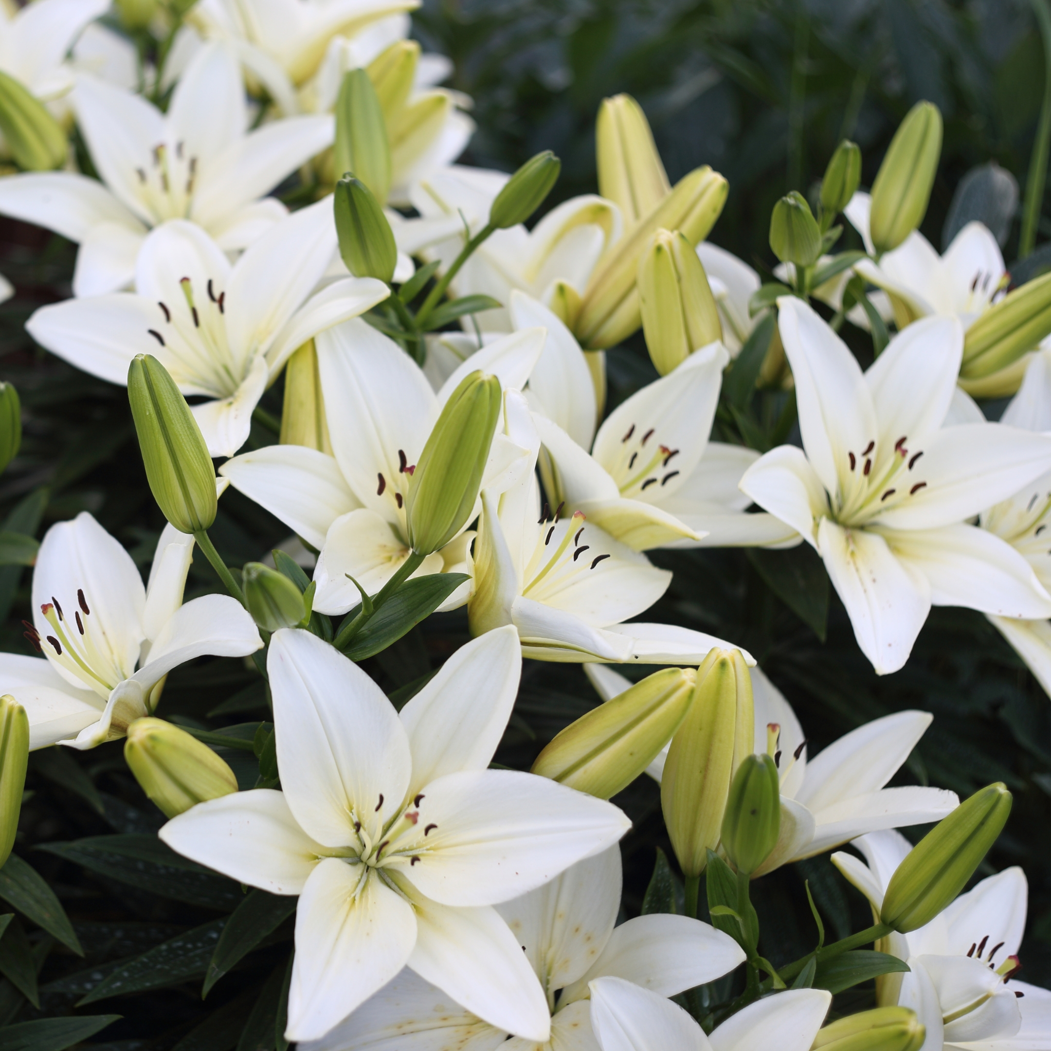 Lily Flower Bulbs (Set Of 5) - Image 3