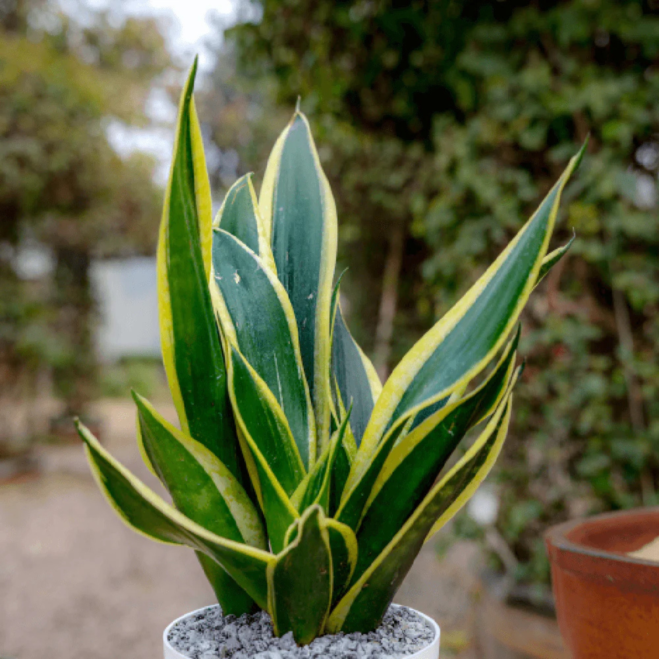 Snake Plant - Golden Hahnii Without Pot - Image 3