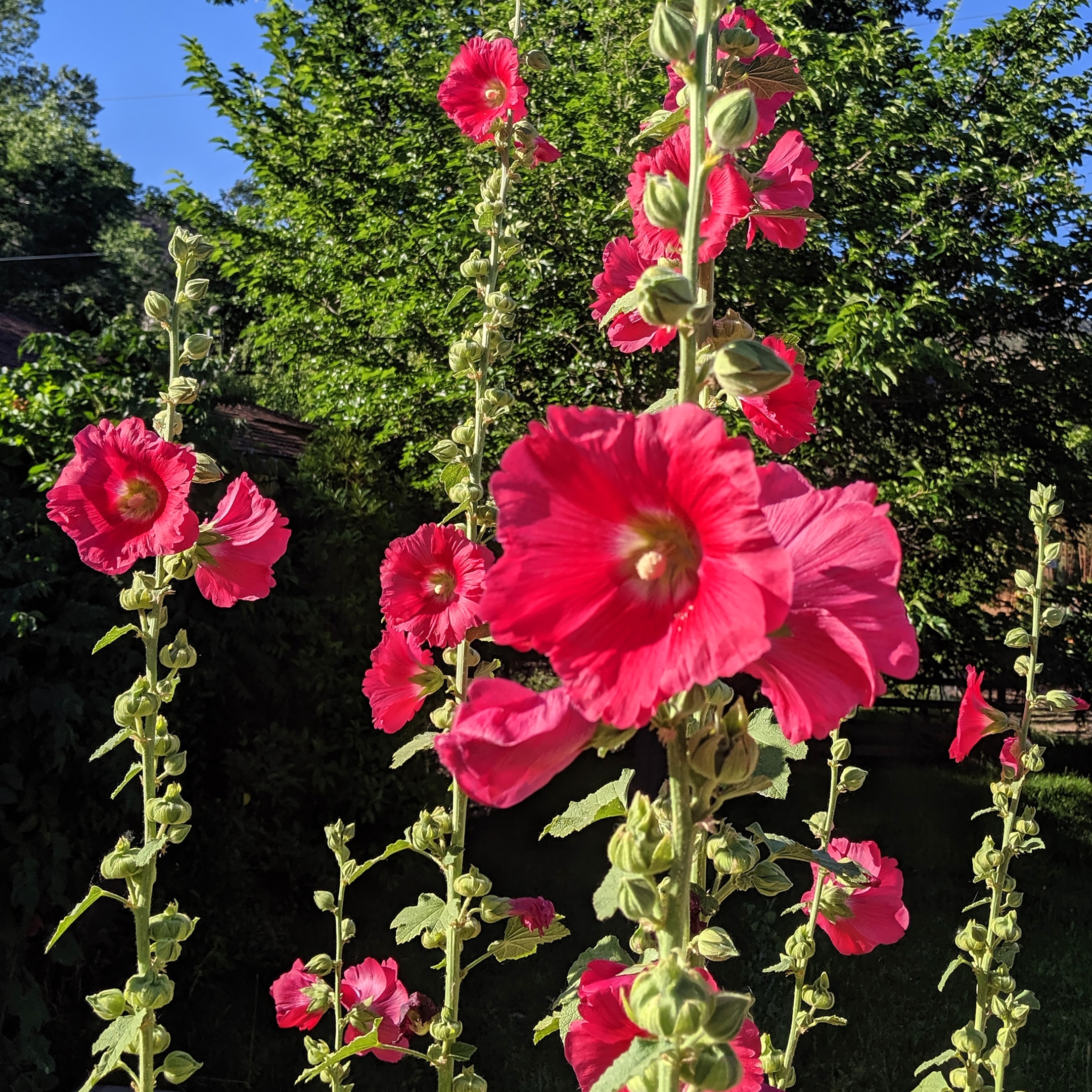 Hollyhock Flower Seeds Mix Color - Pack Of 20 - Image 4