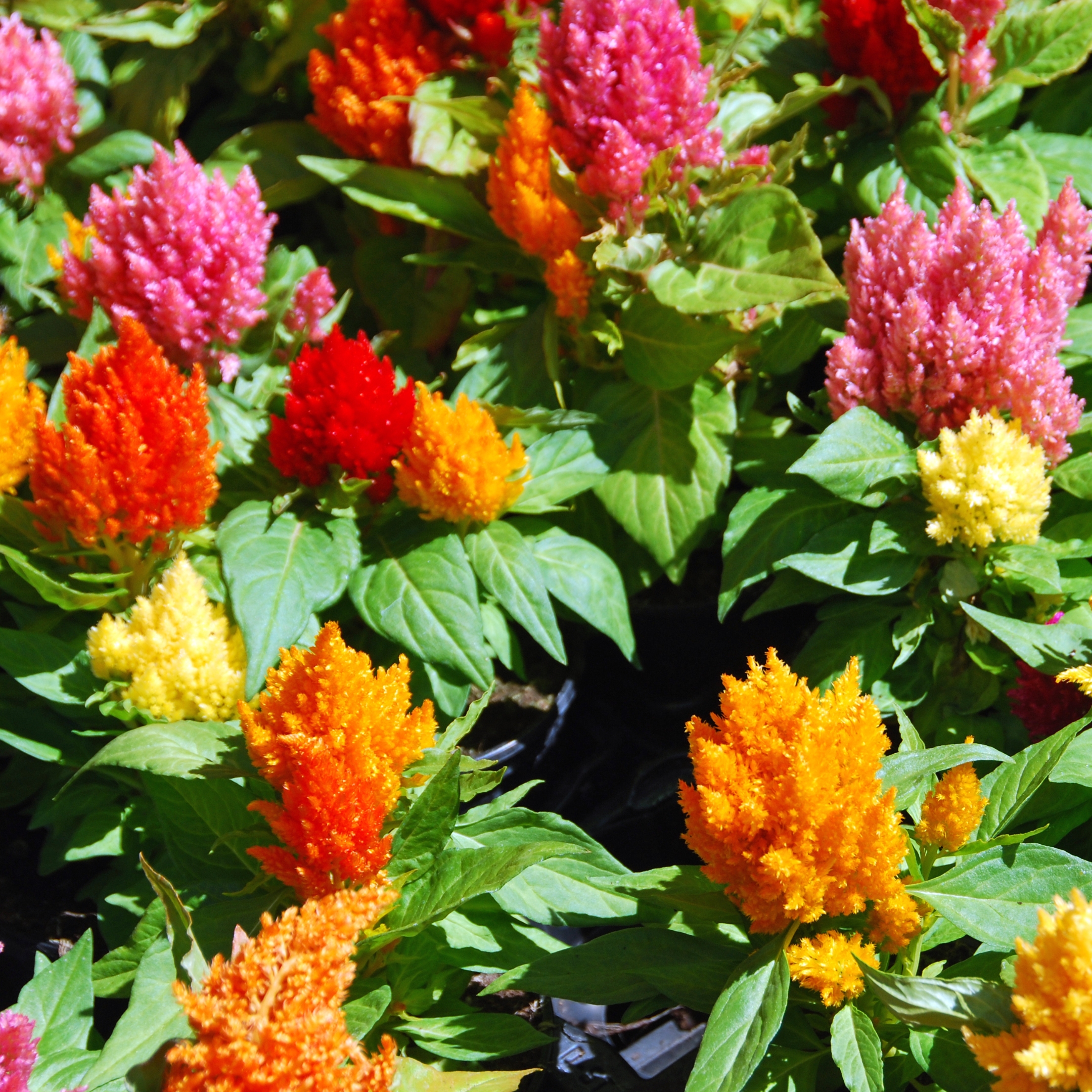 Celosia plumosa Mixed Color Flower Seeds - Pack Of 25 - Image 6