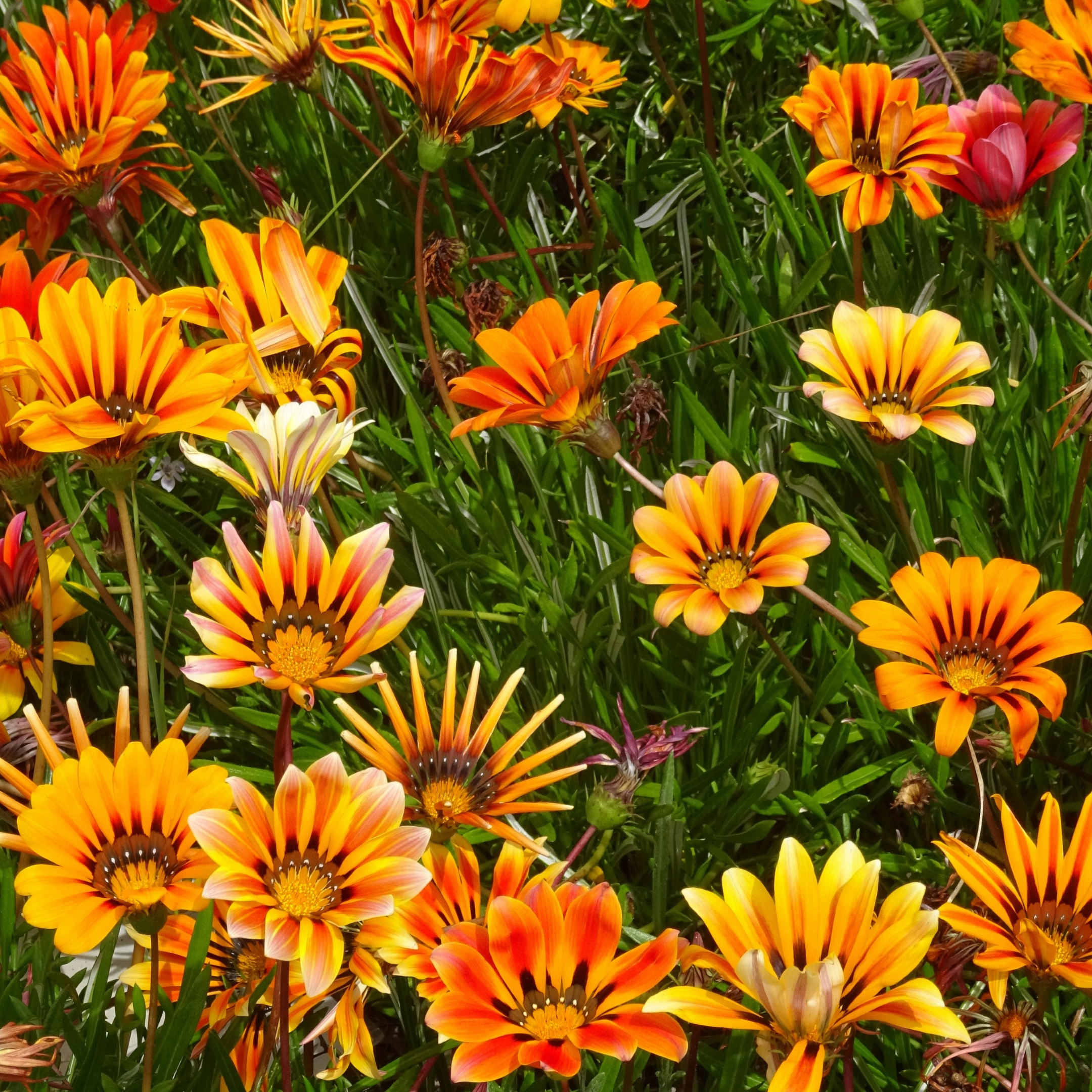 Gazania Flower Mix Color Seeds - Pack Of 15 - Image 3