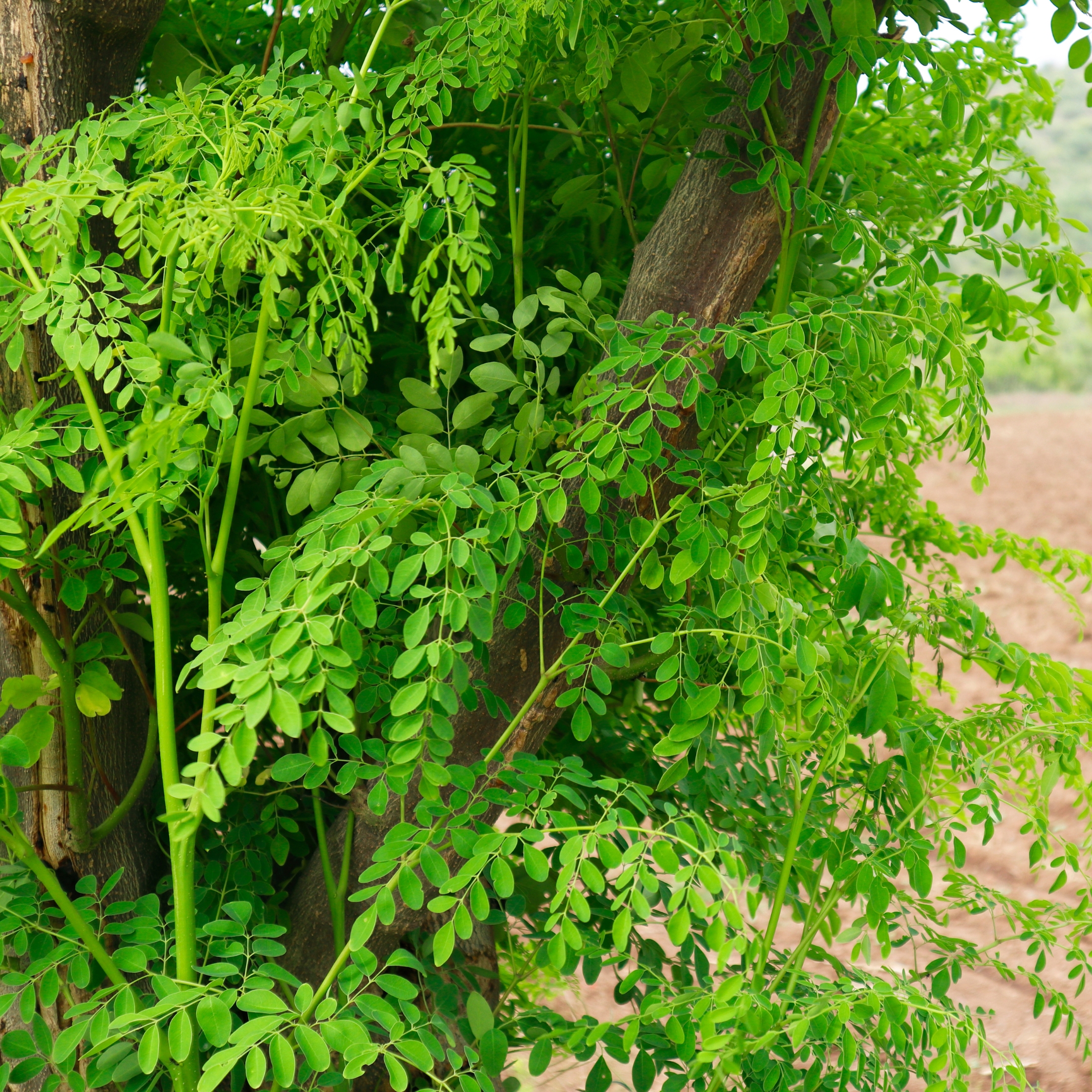 Moringa Drumstick Seeds (Saijan) - Pack Of 40 - Image 3